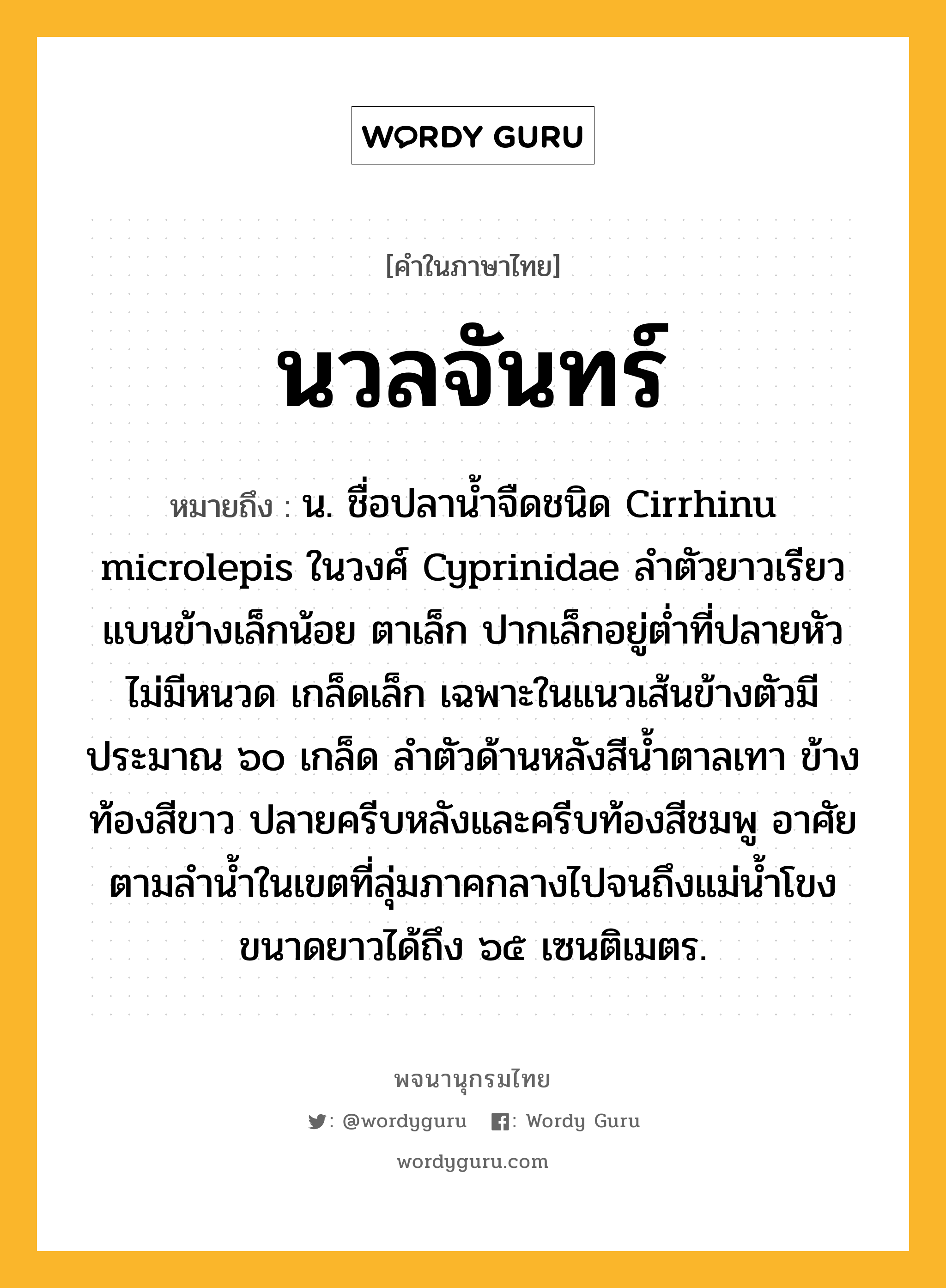 นวลจันทร์ ความหมาย หมายถึงอะไร?, คำในภาษาไทย นวลจันทร์ หมายถึง น. ชื่อปลานํ้าจืดชนิด Cirrhinu microlepis ในวงศ์ Cyprinidae ลําตัวยาวเรียว แบนข้างเล็กน้อย ตาเล็ก ปากเล็กอยู่ตํ่าที่ปลายหัว ไม่มีหนวด เกล็ดเล็ก เฉพาะในแนวเส้นข้างตัวมีประมาณ ๖๐ เกล็ด ลําตัวด้านหลังสีนํ้าตาลเทา ข้างท้องสีขาว ปลายครีบหลังและครีบท้องสีชมพู อาศัยตามลํานํ้าในเขตที่ลุ่มภาคกลางไปจนถึงแม่นํ้าโขง ขนาดยาวได้ถึง ๖๕ เซนติเมตร.