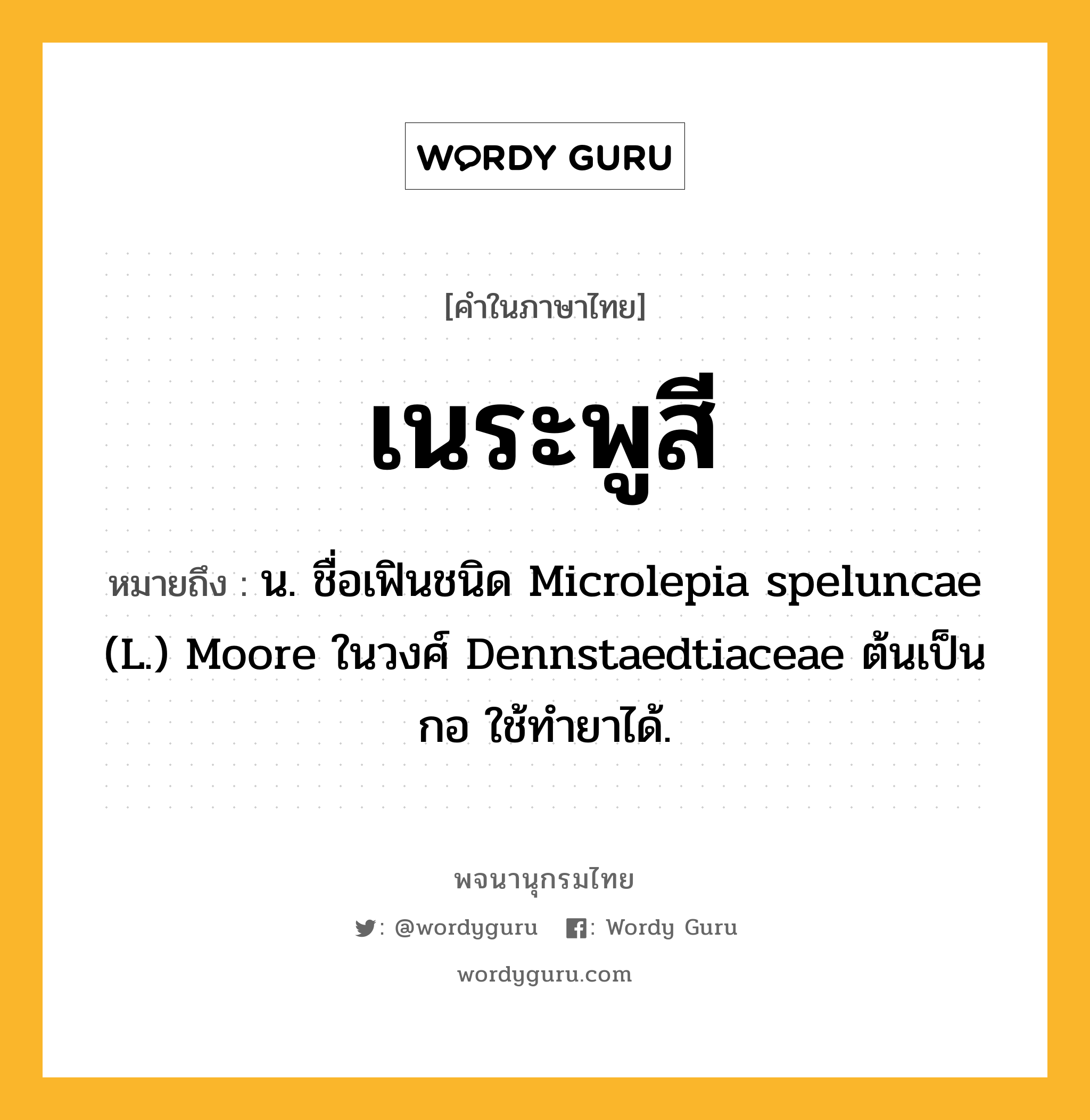 เนระพูสี ความหมาย หมายถึงอะไร?, คำในภาษาไทย เนระพูสี หมายถึง น. ชื่อเฟินชนิด Microlepia speluncae (L.) Moore ในวงศ์ Dennstaedtiaceae ต้นเป็นกอ ใช้ทํายาได้.