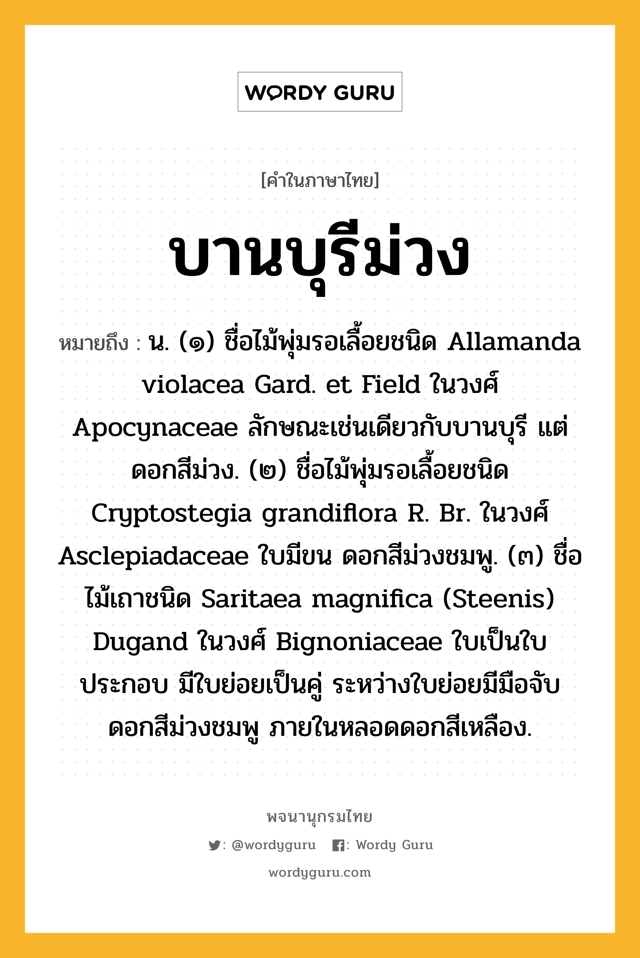 บานบุรีม่วง ความหมาย หมายถึงอะไร?, คำในภาษาไทย บานบุรีม่วง หมายถึง น. (๑) ชื่อไม้พุ่มรอเลื้อยชนิด Allamanda violacea Gard. et Field ในวงศ์ Apocynaceae ลักษณะเช่นเดียวกับบานบุรี แต่ดอกสีม่วง. (๒) ชื่อไม้พุ่มรอเลื้อยชนิด Cryptostegia grandiflora R. Br. ในวงศ์ Asclepiadaceae ใบมีขน ดอกสีม่วงชมพู. (๓) ชื่อไม้เถาชนิด Saritaea magnifica (Steenis) Dugand ในวงศ์ Bignoniaceae ใบเป็นใบประกอบ มีใบย่อยเป็นคู่ ระหว่างใบย่อยมีมือจับ ดอกสีม่วงชมพู ภายในหลอดดอกสีเหลือง.