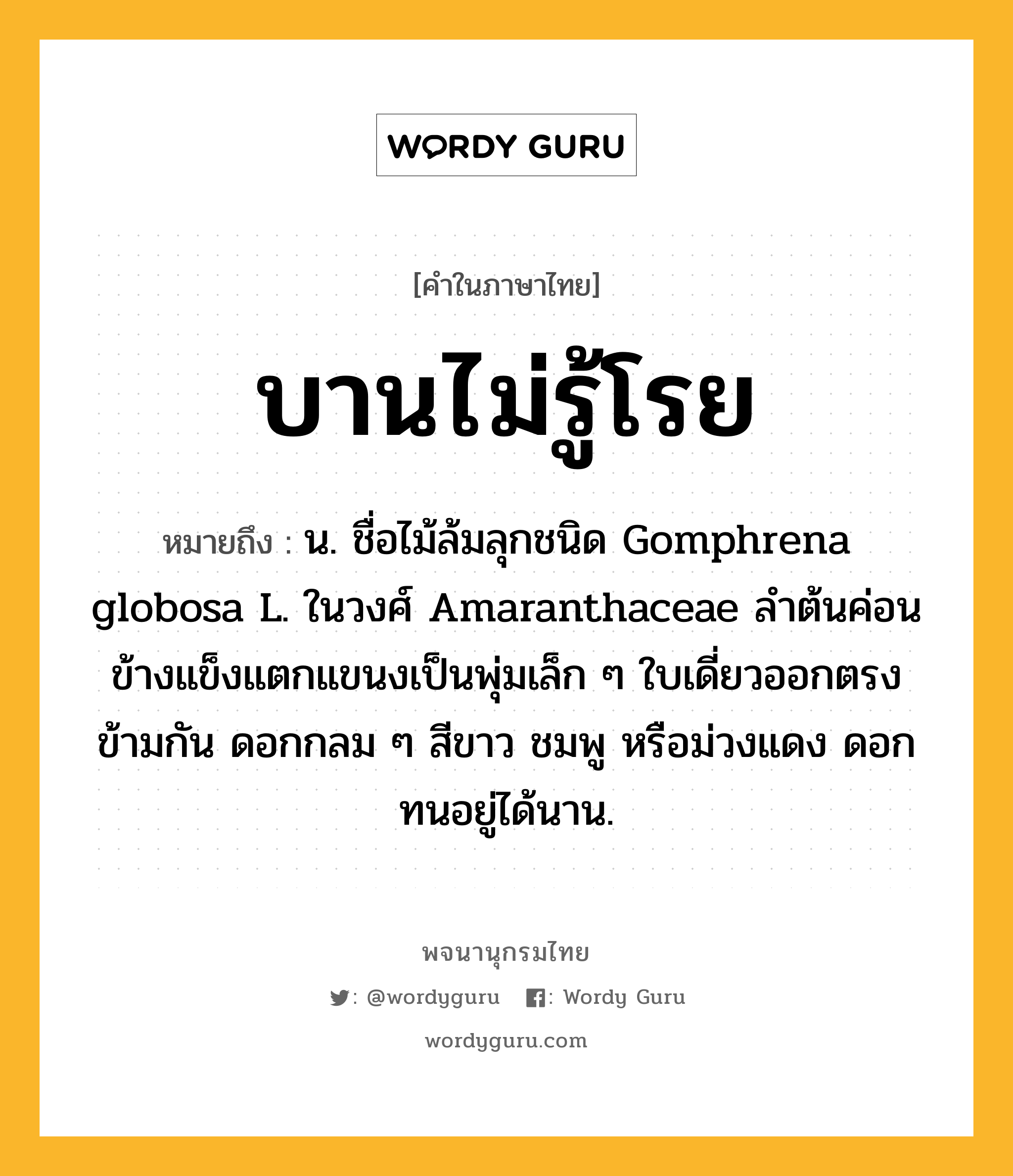 บานไม่รู้โรย ความหมาย หมายถึงอะไร?, คำในภาษาไทย บานไม่รู้โรย หมายถึง น. ชื่อไม้ล้มลุกชนิด Gomphrena globosa L. ในวงศ์ Amaranthaceae ลําต้นค่อนข้างแข็งแตกแขนงเป็นพุ่มเล็ก ๆ ใบเดี่ยวออกตรงข้ามกัน ดอกกลม ๆ สีขาว ชมพู หรือม่วงแดง ดอกทนอยู่ได้นาน.