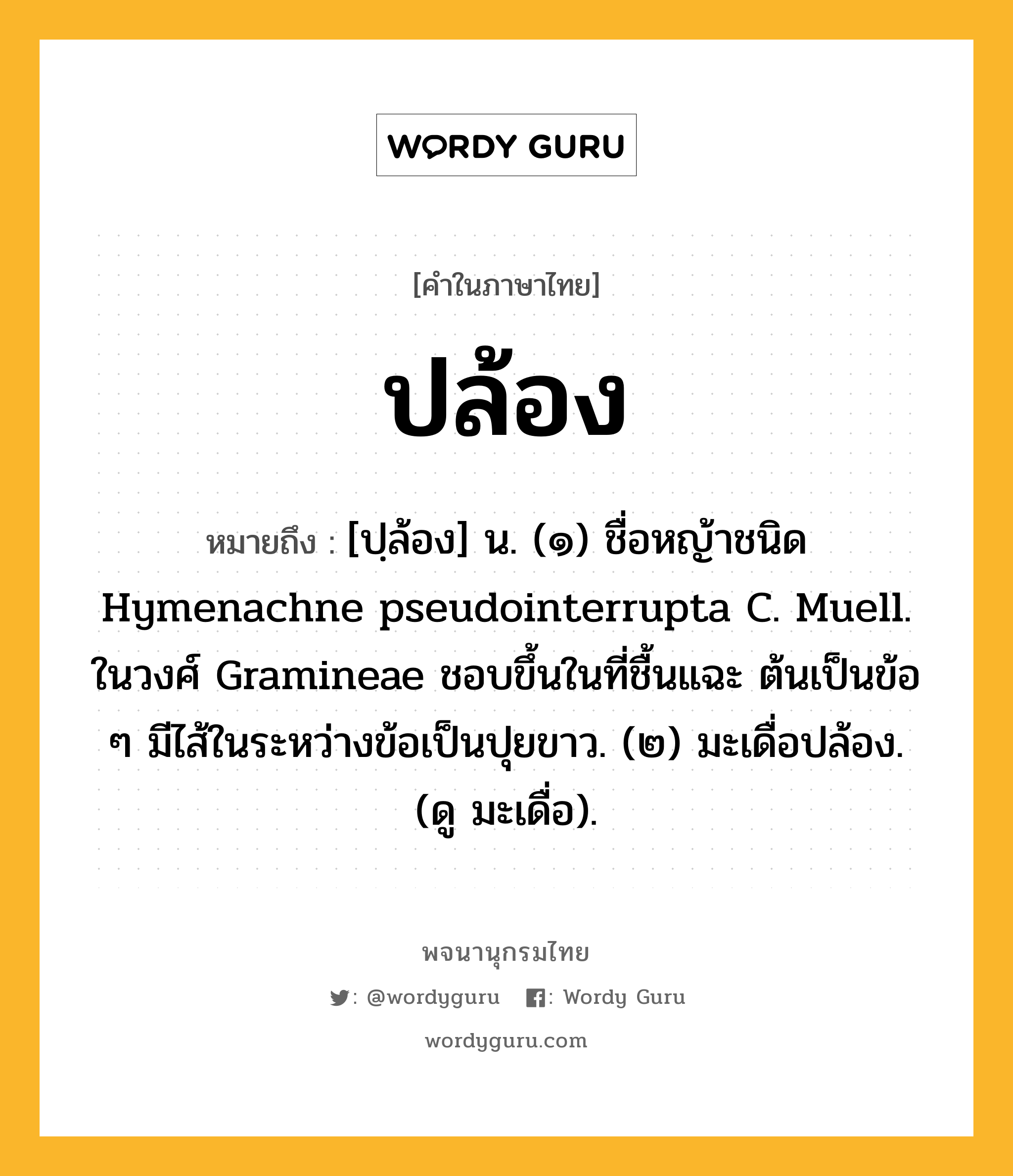 ปล้อง ความหมาย หมายถึงอะไร?, คำในภาษาไทย ปล้อง หมายถึง [ปฺล้อง] น. (๑) ชื่อหญ้าชนิด Hymenachne pseudointerrupta C. Muell. ในวงศ์ Gramineae ชอบขึ้นในที่ชื้นแฉะ ต้นเป็นข้อ ๆ มีไส้ในระหว่างข้อเป็นปุยขาว. (๒) มะเดื่อปล้อง. (ดู มะเดื่อ).