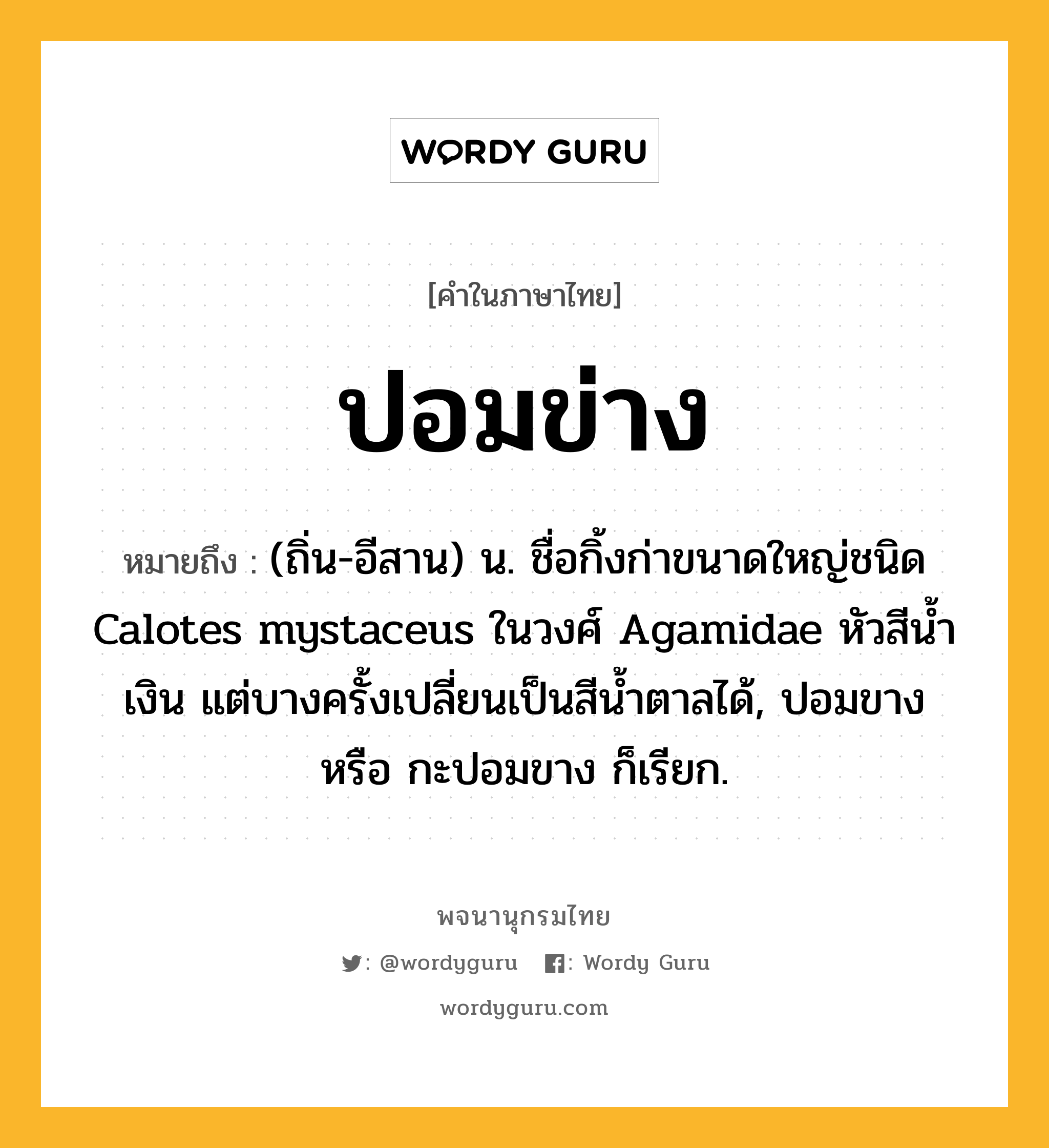 ปอมข่าง ความหมาย หมายถึงอะไร?, คำในภาษาไทย ปอมข่าง หมายถึง (ถิ่น-อีสาน) น. ชื่อกิ้งก่าขนาดใหญ่ชนิด Calotes mystaceus ในวงศ์ Agamidae หัวสีนํ้าเงิน แต่บางครั้งเปลี่ยนเป็นสีนํ้าตาลได้, ปอมขาง หรือ กะปอมขาง ก็เรียก.