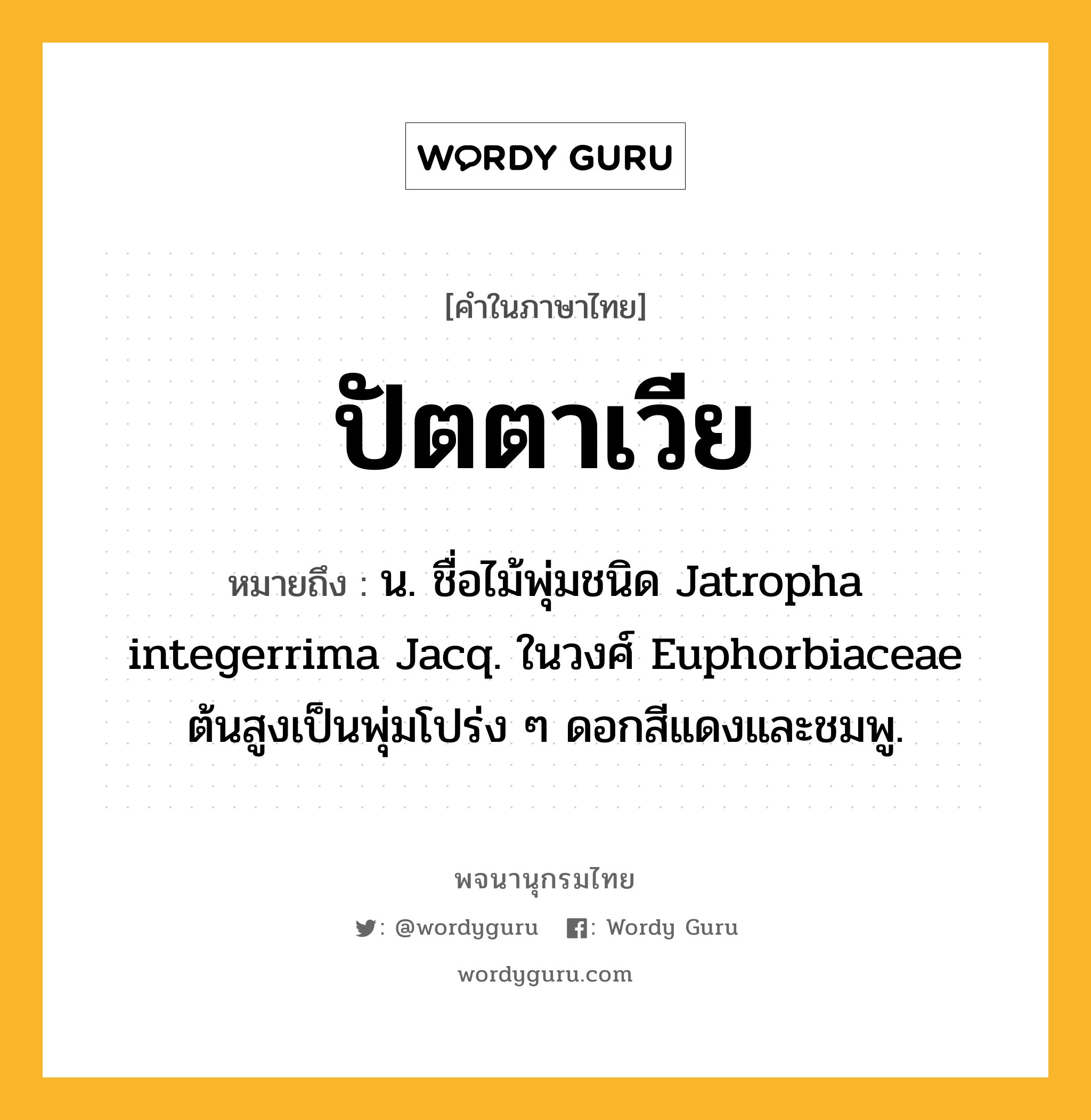 ปัตตาเวีย ความหมาย หมายถึงอะไร?, คำในภาษาไทย ปัตตาเวีย หมายถึง น. ชื่อไม้พุ่มชนิด Jatropha integerrima Jacq. ในวงศ์ Euphorbiaceae ต้นสูงเป็นพุ่มโปร่ง ๆ ดอกสีแดงและชมพู.