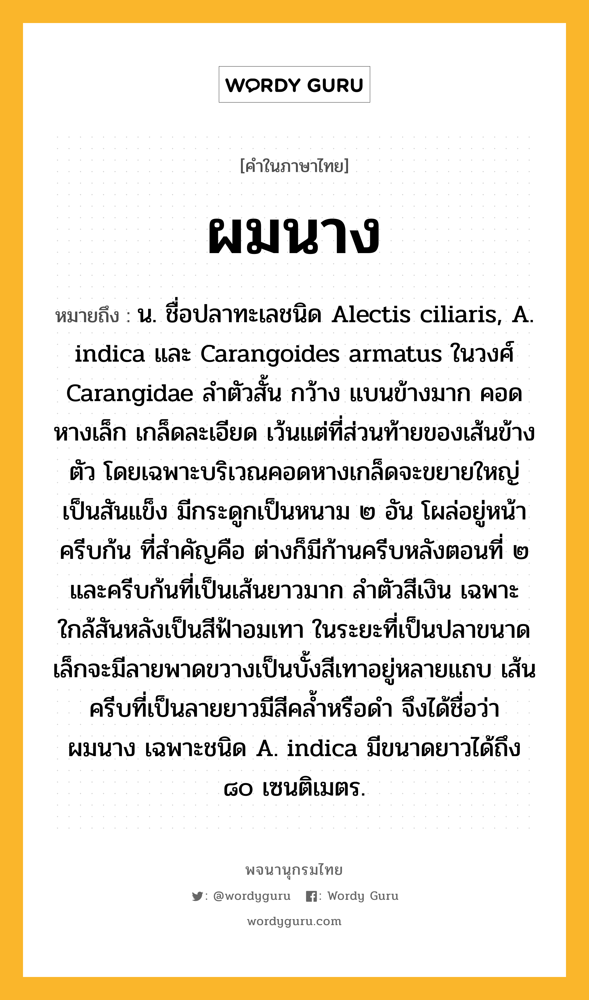 ผมนาง ความหมาย หมายถึงอะไร?, คำในภาษาไทย ผมนาง หมายถึง น. ชื่อปลาทะเลชนิด Alectis ciliaris, A. indica และ Carangoides armatus ในวงศ์ Carangidae ลําตัวสั้น กว้าง แบนข้างมาก คอดหางเล็ก เกล็ดละเอียด เว้นแต่ที่ส่วนท้ายของเส้นข้างตัว โดยเฉพาะบริเวณคอดหางเกล็ดจะขยายใหญ่เป็นสันแข็ง มีกระดูกเป็นหนาม ๒ อัน โผล่อยู่หน้าครีบก้น ที่สําคัญคือ ต่างก็มีก้านครีบหลังตอนที่ ๒ และครีบก้นที่เป็นเส้นยาวมาก ลําตัวสีเงิน เฉพาะใกล้สันหลังเป็นสีฟ้าอมเทา ในระยะที่เป็นปลาขนาดเล็กจะมีลายพาดขวางเป็นบั้งสีเทาอยู่หลายแถบ เส้นครีบที่เป็นลายยาวมีสีคลํ้าหรือดํา จึงได้ชื่อว่า ผมนาง เฉพาะชนิด A. indica มีขนาดยาวได้ถึง ๘๐ เซนติเมตร.