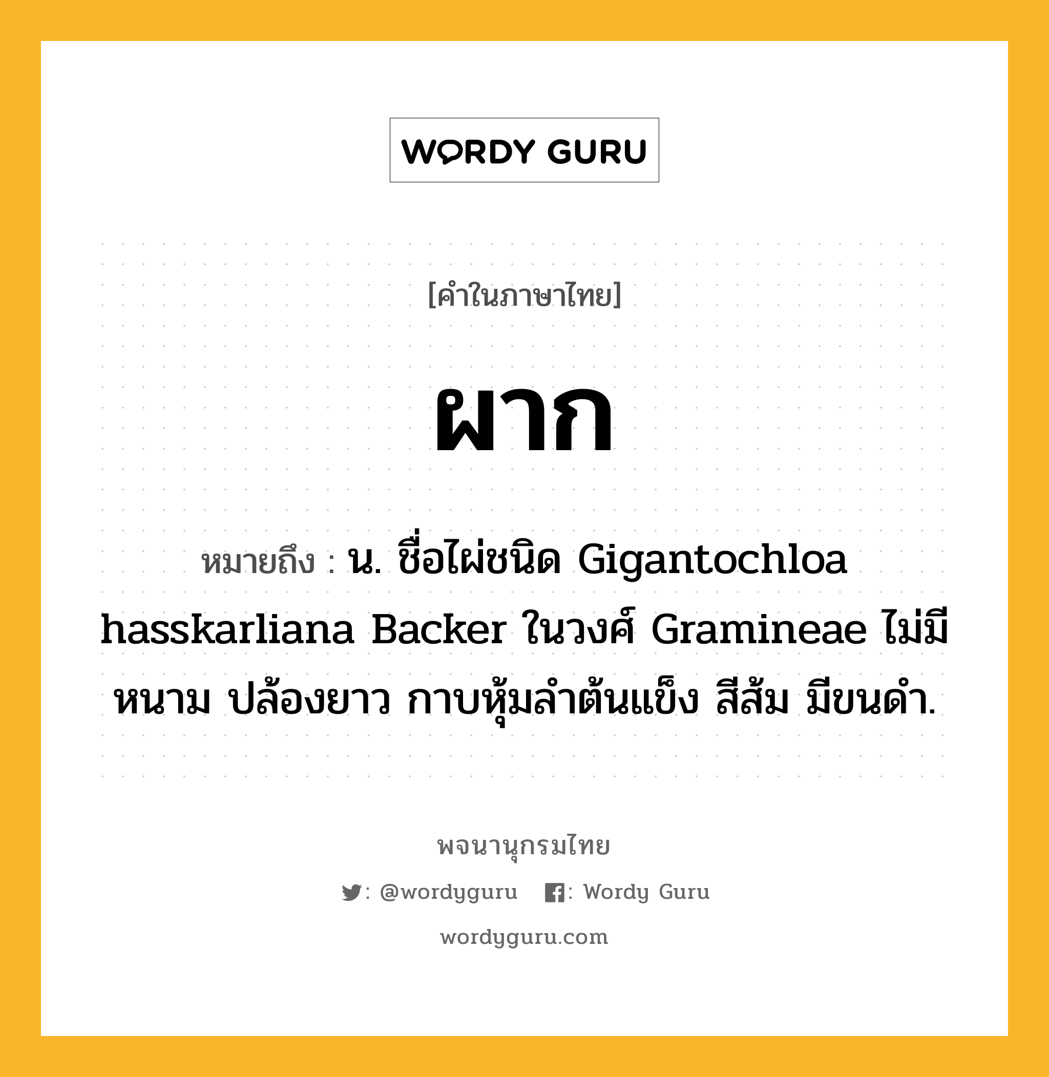 ผาก ความหมาย หมายถึงอะไร?, คำในภาษาไทย ผาก หมายถึง น. ชื่อไผ่ชนิด Gigantochloa hasskarliana Backer ในวงศ์ Gramineae ไม่มีหนาม ปล้องยาว กาบหุ้มลําต้นแข็ง สีส้ม มีขนดํา.