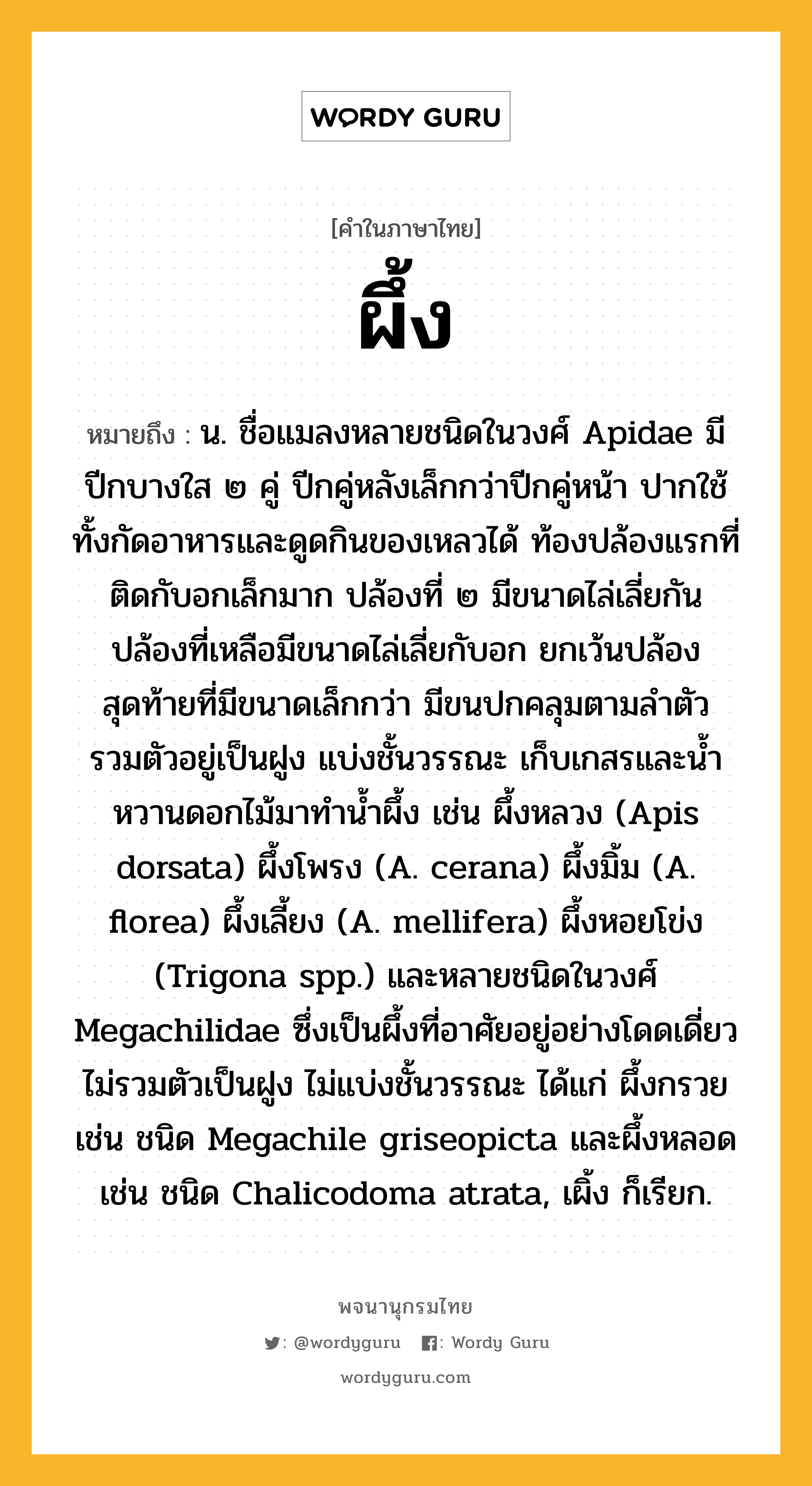 ผึ้ง ความหมาย หมายถึงอะไร?, คำในภาษาไทย ผึ้ง หมายถึง น. ชื่อแมลงหลายชนิดในวงศ์ Apidae มีปีกบางใส ๒ คู่ ปีกคู่หลังเล็กกว่าปีกคู่หน้า ปากใช้ทั้งกัดอาหารและดูดกินของเหลวได้ ท้องปล้องแรกที่ติดกับอกเล็กมาก ปล้องที่ ๒ มีขนาดไล่เลี่ยกัน ปล้องที่เหลือมีขนาดไล่เลี่ยกับอก ยกเว้นปล้องสุดท้ายที่มีขนาดเล็กกว่า มีขนปกคลุมตามลําตัว รวมตัวอยู่เป็นฝูง แบ่งชั้นวรรณะ เก็บเกสรและนํ้าหวานดอกไม้มาทํานํ้าผึ้ง เช่น ผึ้งหลวง (Apis dorsata) ผึ้งโพรง (A. cerana) ผึ้งมิ้ม (A. florea) ผึ้งเลี้ยง (A. mellifera) ผึ้งหอยโข่ง (Trigona spp.) และหลายชนิดในวงศ์ Megachilidae ซึ่งเป็นผึ้งที่อาศัยอยู่อย่างโดดเดี่ยว ไม่รวมตัวเป็นฝูง ไม่แบ่งชั้นวรรณะ ได้แก่ ผึ้งกรวย เช่น ชนิด Megachile griseopicta และผึ้งหลอด เช่น ชนิด Chalicodoma atrata, เผิ้ง ก็เรียก.