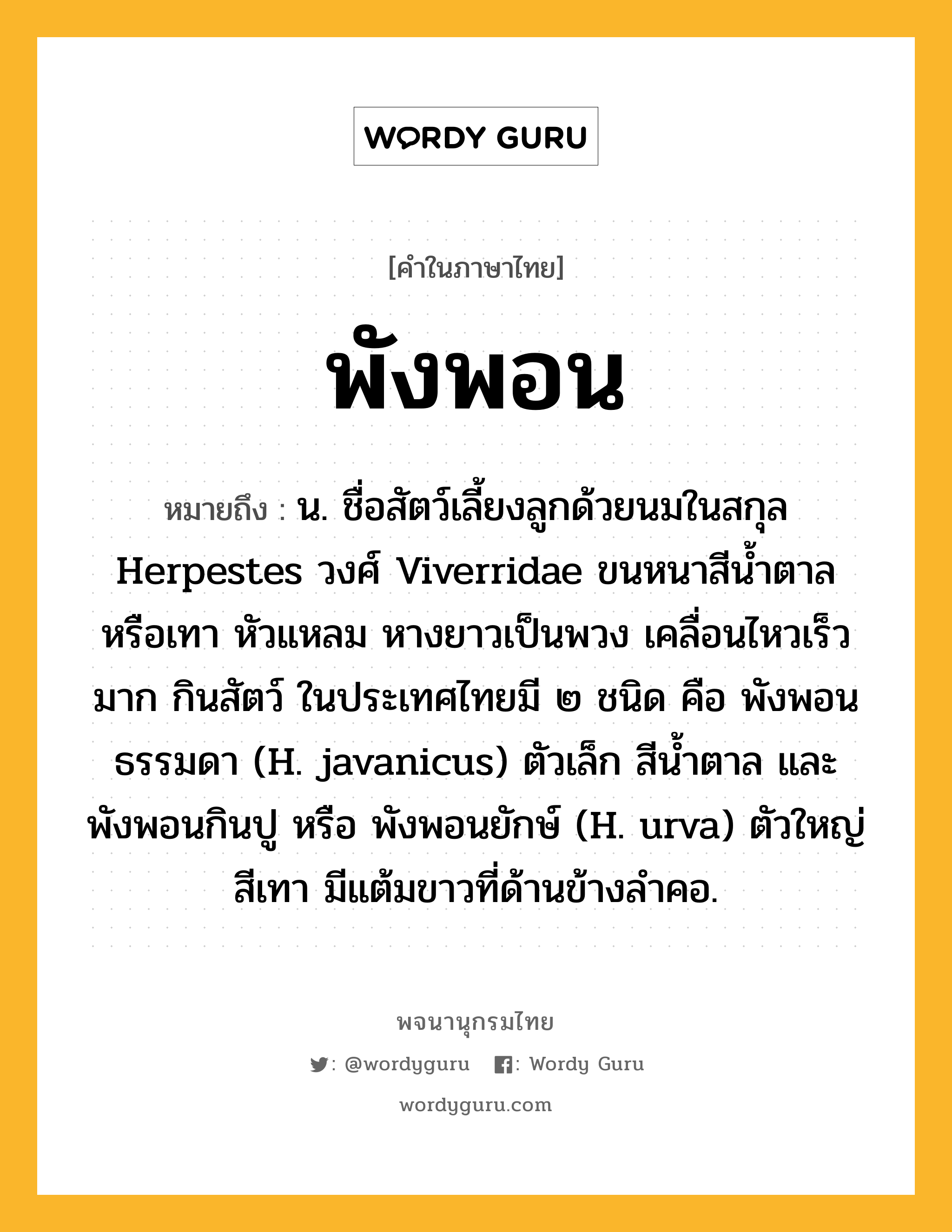 พังพอน ความหมาย หมายถึงอะไร?, คำในภาษาไทย พังพอน หมายถึง น. ชื่อสัตว์เลี้ยงลูกด้วยนมในสกุล Herpestes วงศ์ Viverridae ขนหนาสีนํ้าตาลหรือเทา หัวแหลม หางยาวเป็นพวง เคลื่อนไหวเร็วมาก กินสัตว์ ในประเทศไทยมี ๒ ชนิด คือ พังพอนธรรมดา (H. javanicus) ตัวเล็ก สีนํ้าตาล และพังพอนกินปู หรือ พังพอนยักษ์ (H. urva) ตัวใหญ่สีเทา มีแต้มขาวที่ด้านข้างลําคอ.