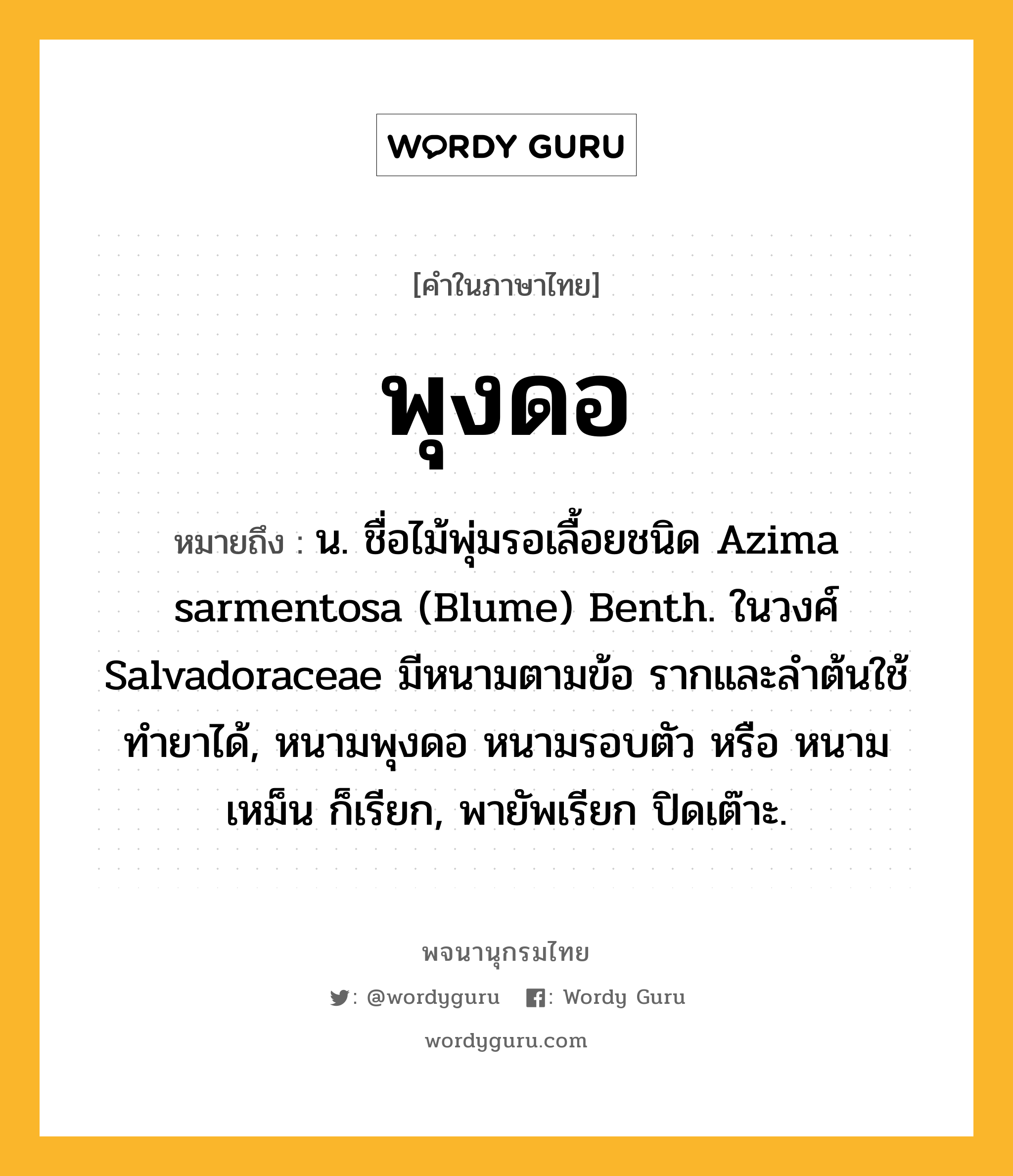 พุงดอ ความหมาย หมายถึงอะไร?, คำในภาษาไทย พุงดอ หมายถึง น. ชื่อไม้พุ่มรอเลื้อยชนิด Azima sarmentosa (Blume) Benth. ในวงศ์ Salvadoraceae มีหนามตามข้อ รากและลําต้นใช้ทํายาได้, หนามพุงดอ หนามรอบตัว หรือ หนามเหม็น ก็เรียก, พายัพเรียก ปิดเต๊าะ.