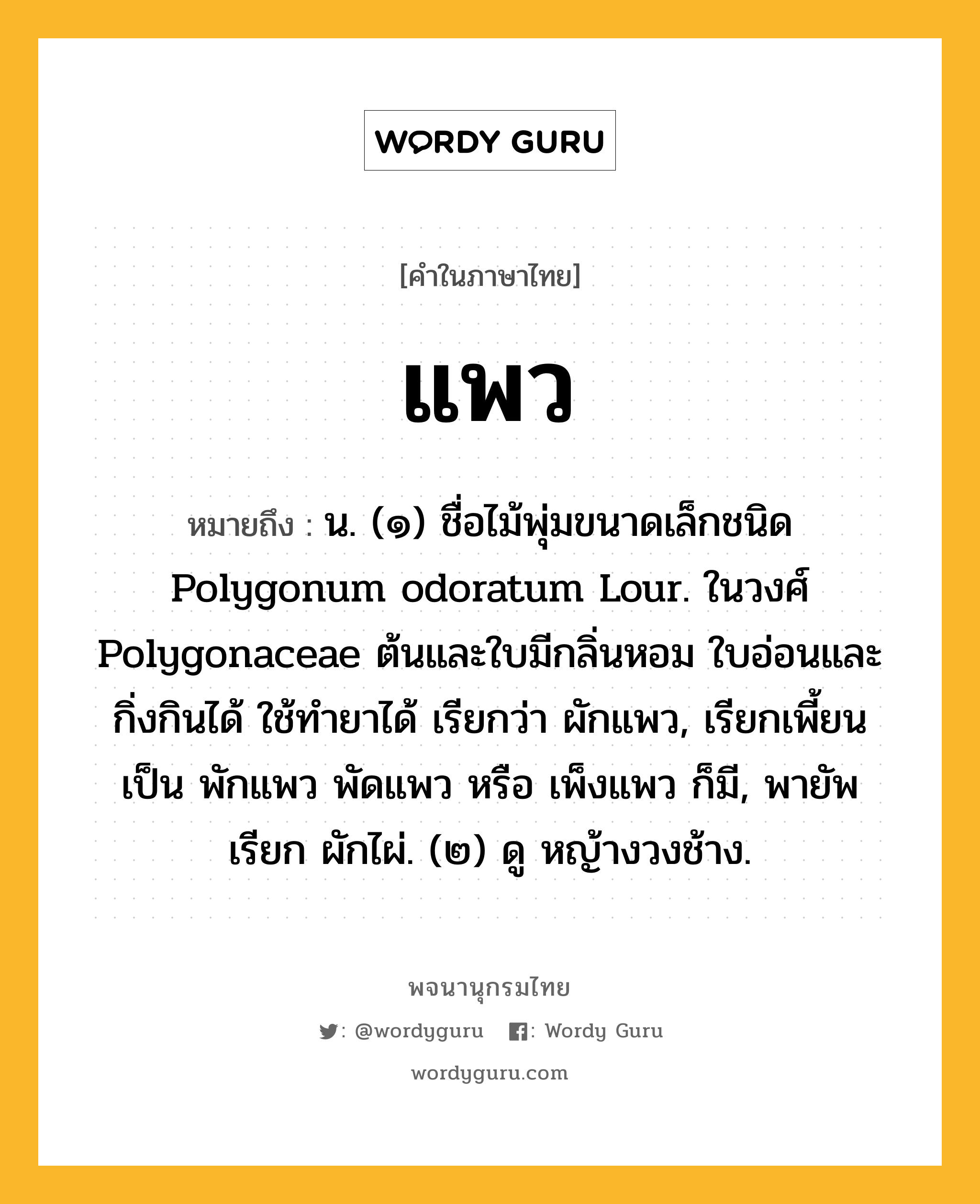 แพว ความหมาย หมายถึงอะไร?, คำในภาษาไทย แพว หมายถึง น. (๑) ชื่อไม้พุ่มขนาดเล็กชนิด Polygonum odoratum Lour. ในวงศ์ Polygonaceae ต้นและใบมีกลิ่นหอม ใบอ่อนและกิ่งกินได้ ใช้ทํายาได้ เรียกว่า ผักแพว, เรียกเพี้ยนเป็น พักแพว พัดแพว หรือ เพ็งแพว ก็มี, พายัพเรียก ผักไผ่. (๒) ดู หญ้างวงช้าง.