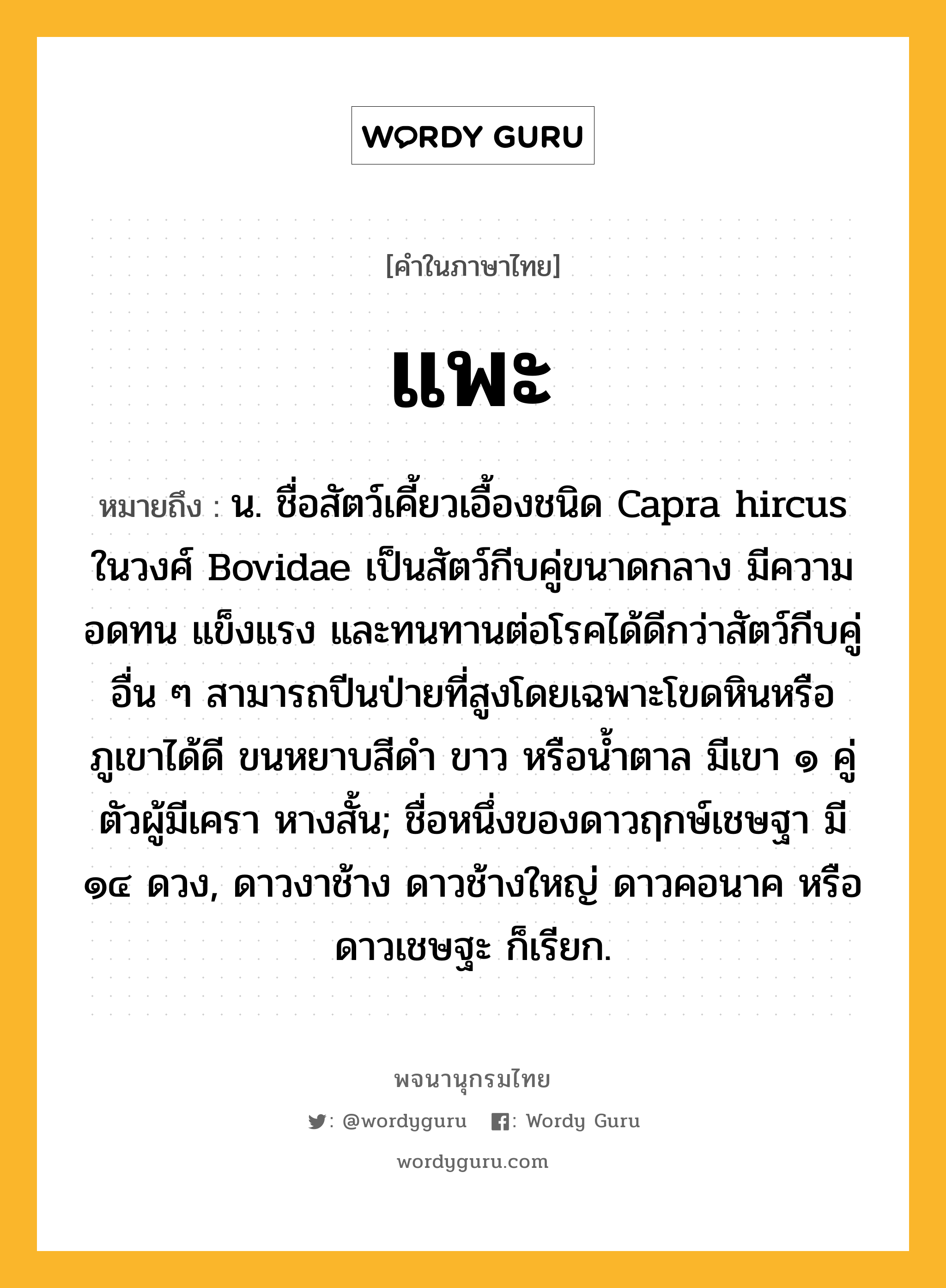 แพะ ความหมาย หมายถึงอะไร?, คำในภาษาไทย แพะ หมายถึง น. ชื่อสัตว์เคี้ยวเอื้องชนิด Capra hircus ในวงศ์ Bovidae เป็นสัตว์กีบคู่ขนาดกลาง มีความอดทน แข็งแรง และทนทานต่อโรคได้ดีกว่าสัตว์กีบคู่อื่น ๆ สามารถปีนป่ายที่สูงโดยเฉพาะโขดหินหรือภูเขาได้ดี ขนหยาบสีดํา ขาว หรือนํ้าตาล มีเขา ๑ คู่ ตัวผู้มีเครา หางสั้น; ชื่อหนึ่งของดาวฤกษ์เชษฐา มี ๑๔ ดวง, ดาวงาช้าง ดาวช้างใหญ่ ดาวคอนาค หรือ ดาวเชษฐะ ก็เรียก.