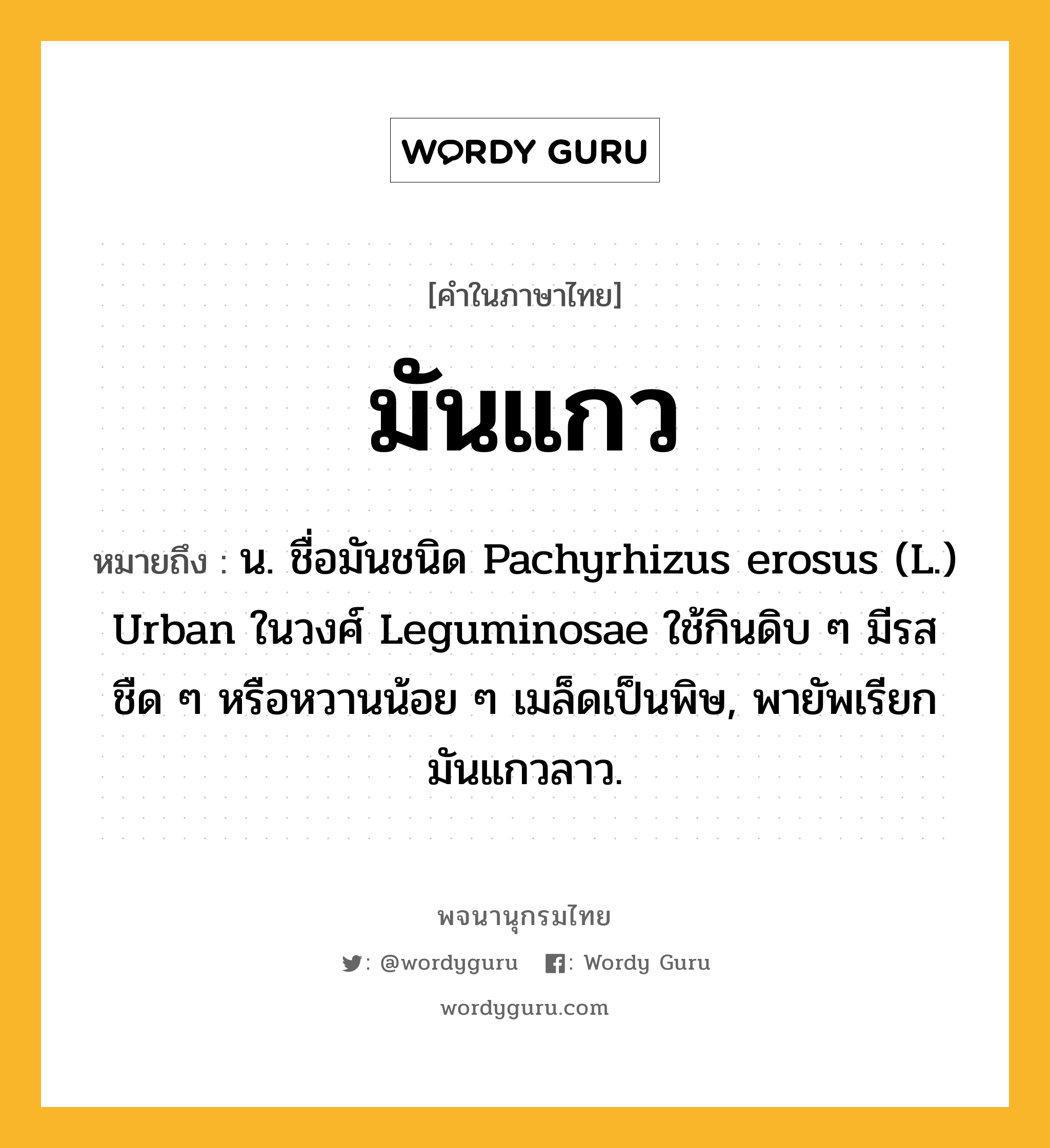 มันแกว ความหมาย หมายถึงอะไร?, คำในภาษาไทย มันแกว หมายถึง น. ชื่อมันชนิด Pachyrhizus erosus (L.) Urban ในวงศ์ Leguminosae ใช้กินดิบ ๆ มีรสชืด ๆ หรือหวานน้อย ๆ เมล็ดเป็นพิษ, พายัพเรียก มันแกวลาว.