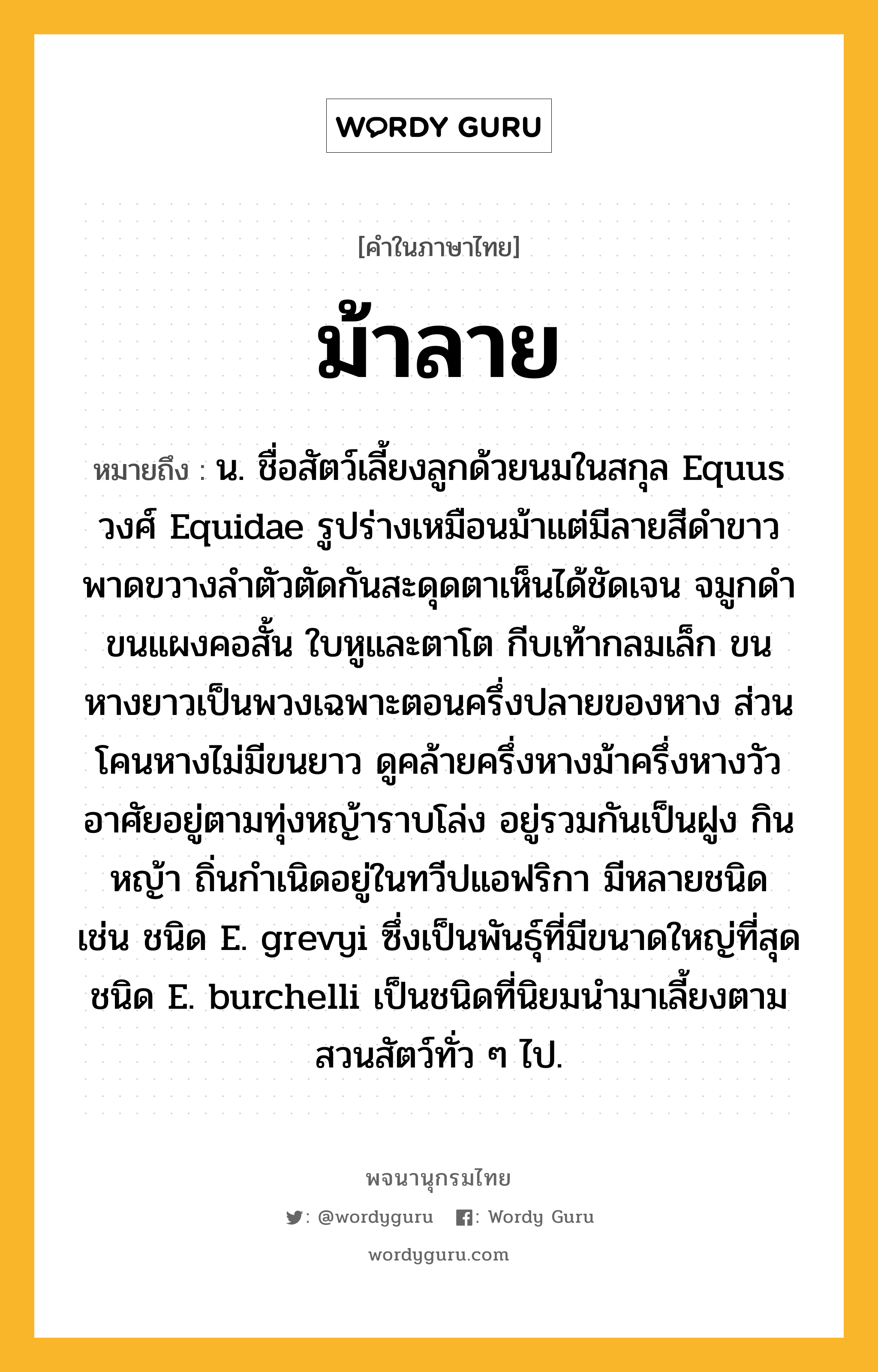 ม้าลาย ความหมาย หมายถึงอะไร?, คำในภาษาไทย ม้าลาย หมายถึง น. ชื่อสัตว์เลี้ยงลูกด้วยนมในสกุล Equus วงศ์ Equidae รูปร่างเหมือนม้าแต่มีลายสีดําขาวพาดขวางลําตัวตัดกันสะดุดตาเห็นได้ชัดเจน จมูกดํา ขนแผงคอสั้น ใบหูและตาโต กีบเท้ากลมเล็ก ขนหางยาวเป็นพวงเฉพาะตอนครึ่งปลายของหาง ส่วนโคนหางไม่มีขนยาว ดูคล้ายครึ่งหางม้าครึ่งหางวัว อาศัยอยู่ตามทุ่งหญ้าราบโล่ง อยู่รวมกันเป็นฝูง กินหญ้า ถิ่นกําเนิดอยู่ในทวีปแอฟริกา มีหลายชนิด เช่น ชนิด E. grevyi ซึ่งเป็นพันธุ์ที่มีขนาดใหญ่ที่สุด ชนิด E. burchelli เป็นชนิดที่นิยมนํามาเลี้ยงตามสวนสัตว์ทั่ว ๆ ไป.