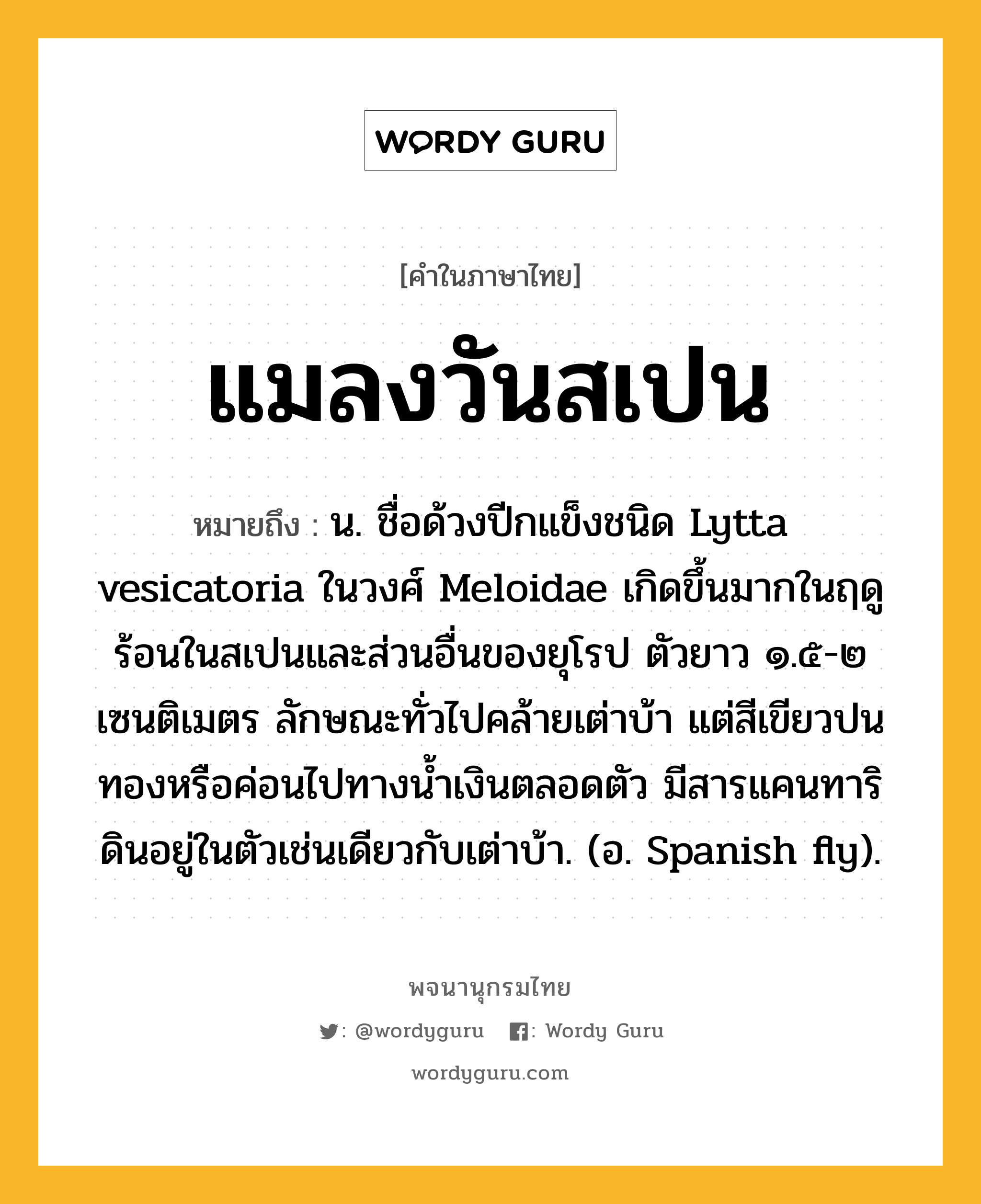 แมลงวันสเปน ความหมาย หมายถึงอะไร?, คำในภาษาไทย แมลงวันสเปน หมายถึง น. ชื่อด้วงปีกแข็งชนิด Lytta vesicatoria ในวงศ์ Meloidae เกิดขึ้นมากในฤดูร้อนในสเปนและส่วนอื่นของยุโรป ตัวยาว ๑.๕-๒ เซนติเมตร ลักษณะทั่วไปคล้ายเต่าบ้า แต่สีเขียวปนทองหรือค่อนไปทางนํ้าเงินตลอดตัว มีสารแคนทาริดินอยู่ในตัวเช่นเดียวกับเต่าบ้า. (อ. Spanish fly).