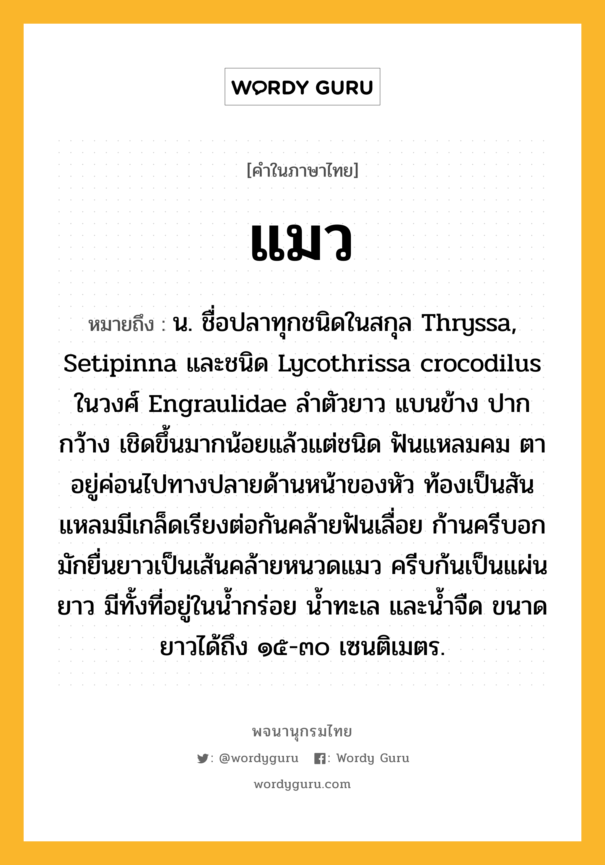 แมว ความหมาย หมายถึงอะไร?, คำในภาษาไทย แมว หมายถึง น. ชื่อปลาทุกชนิดในสกุล Thryssa, Setipinna และชนิด Lycothrissa crocodilus ในวงศ์ Engraulidae ลําตัวยาว แบนข้าง ปากกว้าง เชิดขึ้นมากน้อยแล้วแต่ชนิด ฟันแหลมคม ตาอยู่ค่อนไปทางปลายด้านหน้าของหัว ท้องเป็นสันแหลมมีเกล็ดเรียงต่อกันคล้ายฟันเลื่อย ก้านครีบอกมักยื่นยาวเป็นเส้นคล้ายหนวดแมว ครีบก้นเป็นแผ่นยาว มีทั้งที่อยู่ในนํ้ากร่อย นํ้าทะเล และนํ้าจืด ขนาดยาวได้ถึง ๑๕-๓๐ เซนติเมตร.