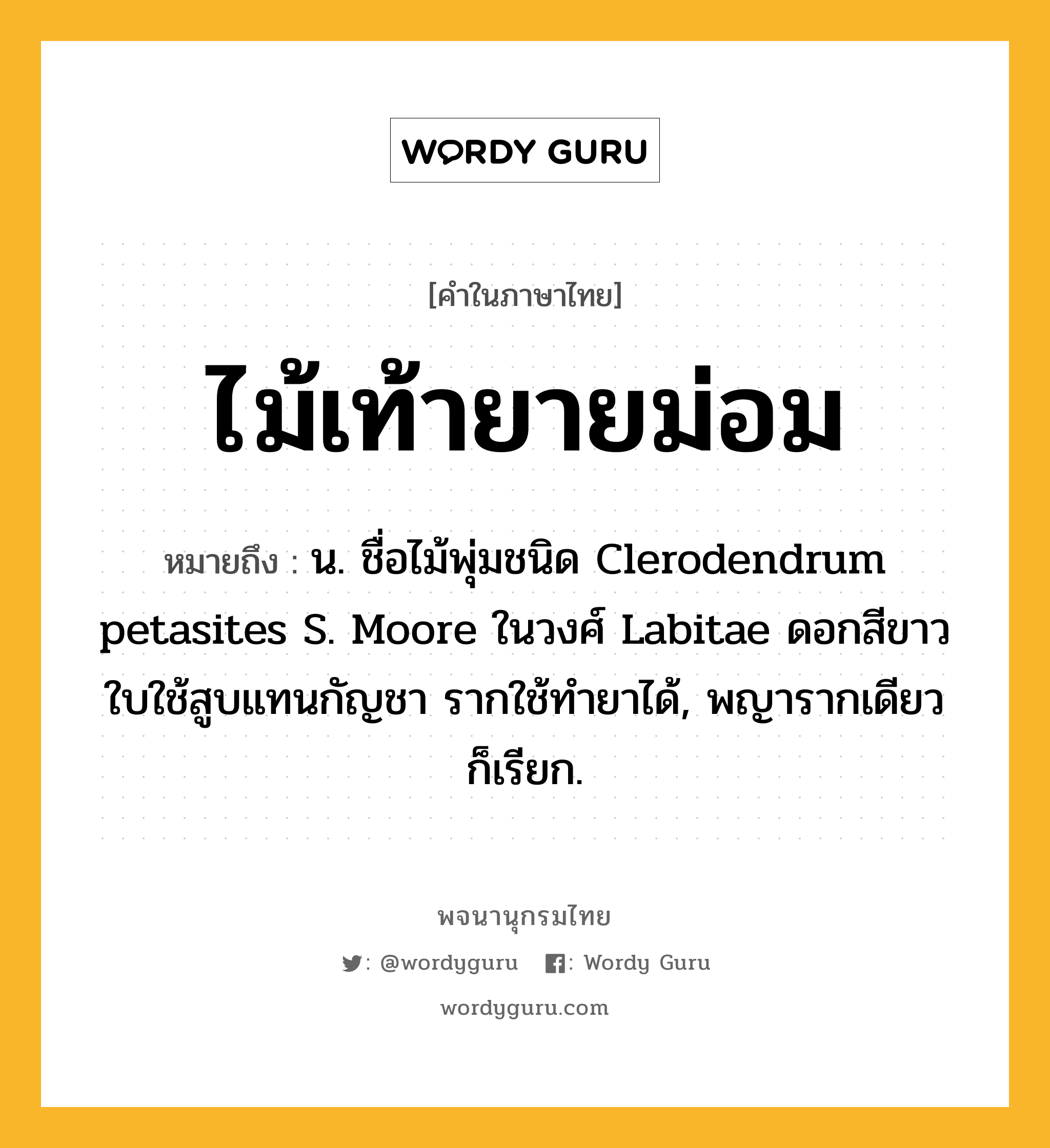 ไม้เท้ายายม่อม ความหมาย หมายถึงอะไร?, คำในภาษาไทย ไม้เท้ายายม่อม หมายถึง น. ชื่อไม้พุ่มชนิด Clerodendrum petasites S. Moore ในวงศ์ Labitae ดอกสีขาว ใบใช้สูบแทนกัญชา รากใช้ทํายาได้, พญารากเดียว ก็เรียก.