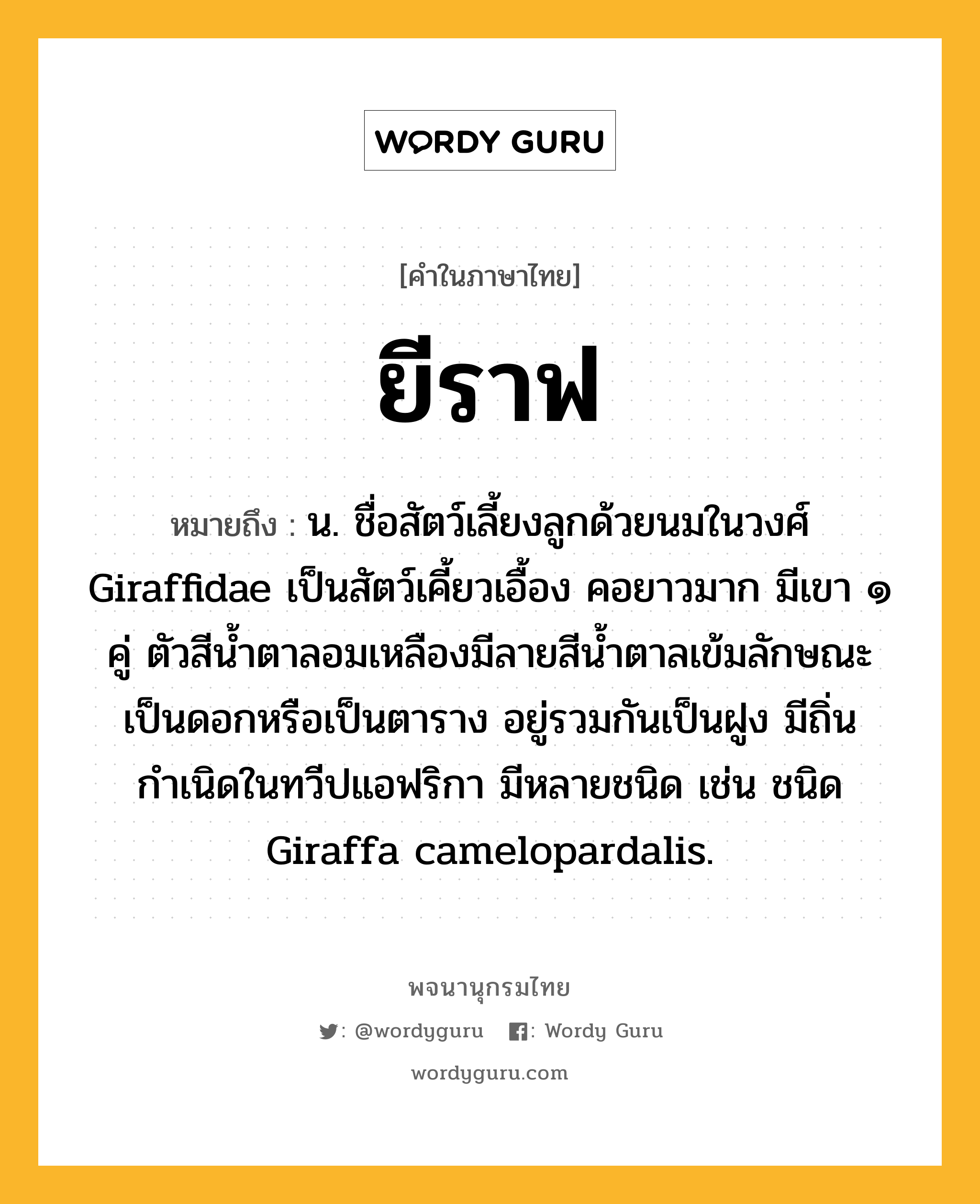 ยีราฟ ความหมาย หมายถึงอะไร?, คำในภาษาไทย ยีราฟ หมายถึง น. ชื่อสัตว์เลี้ยงลูกด้วยนมในวงศ์ Giraffidae เป็นสัตว์เคี้ยวเอื้อง คอยาวมาก มีเขา ๑ คู่ ตัวสีน้ำตาลอมเหลืองมีลายสีน้ำตาลเข้มลักษณะเป็นดอกหรือเป็นตาราง อยู่รวมกันเป็นฝูง มีถิ่นกำเนิดในทวีปแอฟริกา มีหลายชนิด เช่น ชนิด Giraffa camelopardalis.