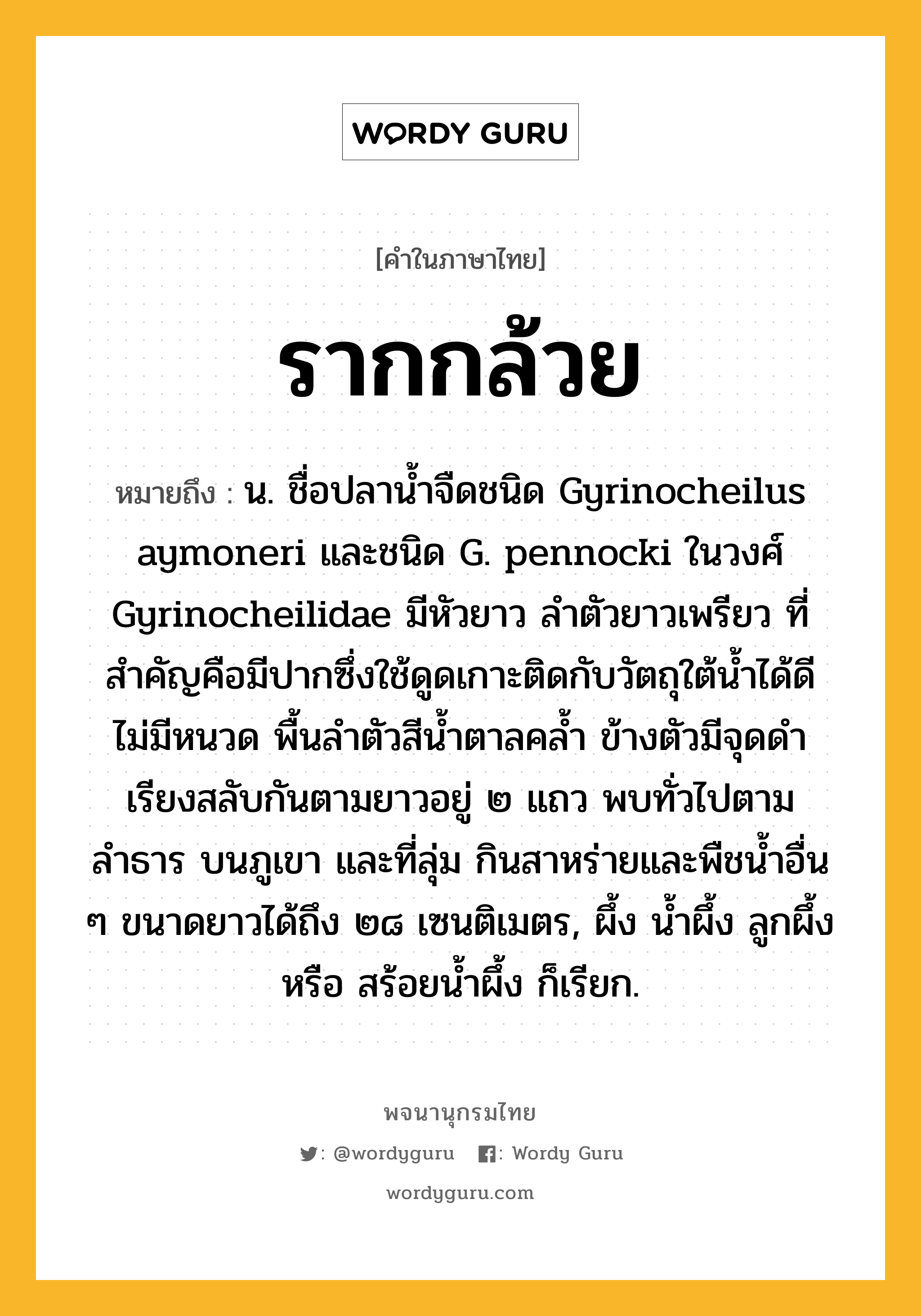 รากกล้วย ความหมาย หมายถึงอะไร?, คำในภาษาไทย รากกล้วย หมายถึง น. ชื่อปลาน้ำจืดชนิด Gyrinocheilus aymoneri และชนิด G. pennocki ในวงศ์ Gyrinocheilidae มีหัวยาว ลำตัวยาวเพรียว ที่สำคัญคือมีปากซึ่งใช้ดูดเกาะติดกับวัตถุใต้น้ำได้ดี ไม่มีหนวด พื้นลำตัวสีน้ำตาลคล้ำ ข้างตัวมีจุดดำเรียงสลับกันตามยาวอยู่ ๒ แถว พบทั่วไปตามลำธาร บนภูเขา และที่ลุ่ม กินสาหร่ายและพืชน้ำอื่น ๆ ขนาดยาวได้ถึง ๒๘ เซนติเมตร, ผึ้ง น้ำผึ้ง ลูกผึ้ง หรือ สร้อยน้ำผึ้ง ก็เรียก.