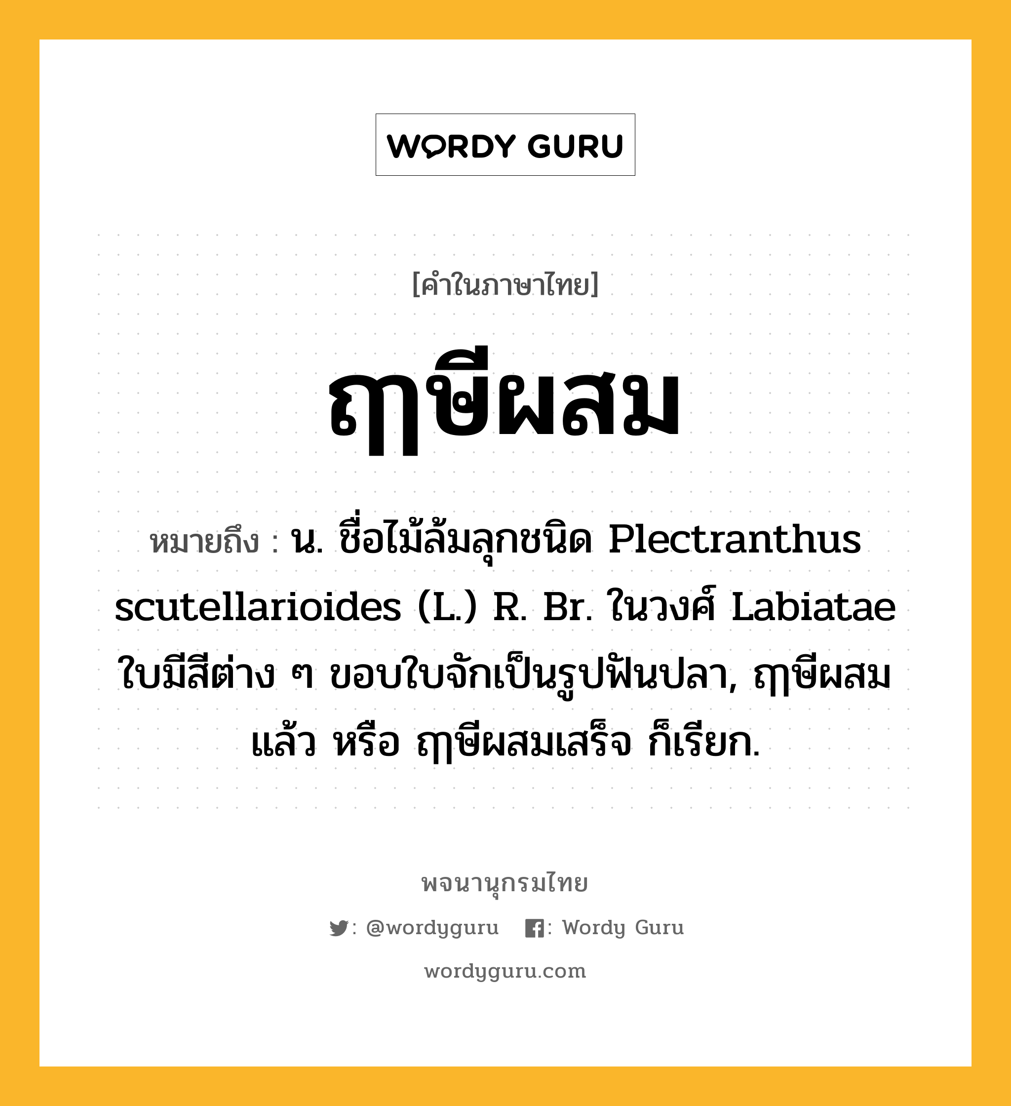 ฤๅษีผสม ความหมาย หมายถึงอะไร?, คำในภาษาไทย ฤๅษีผสม หมายถึง น. ชื่อไม้ล้มลุกชนิด Plectranthus scutellarioides (L.) R. Br. ในวงศ์ Labiatae ใบมีสีต่าง ๆ ขอบใบจักเป็นรูปฟันปลา, ฤๅษีผสมแล้ว หรือ ฤๅษีผสมเสร็จ ก็เรียก.