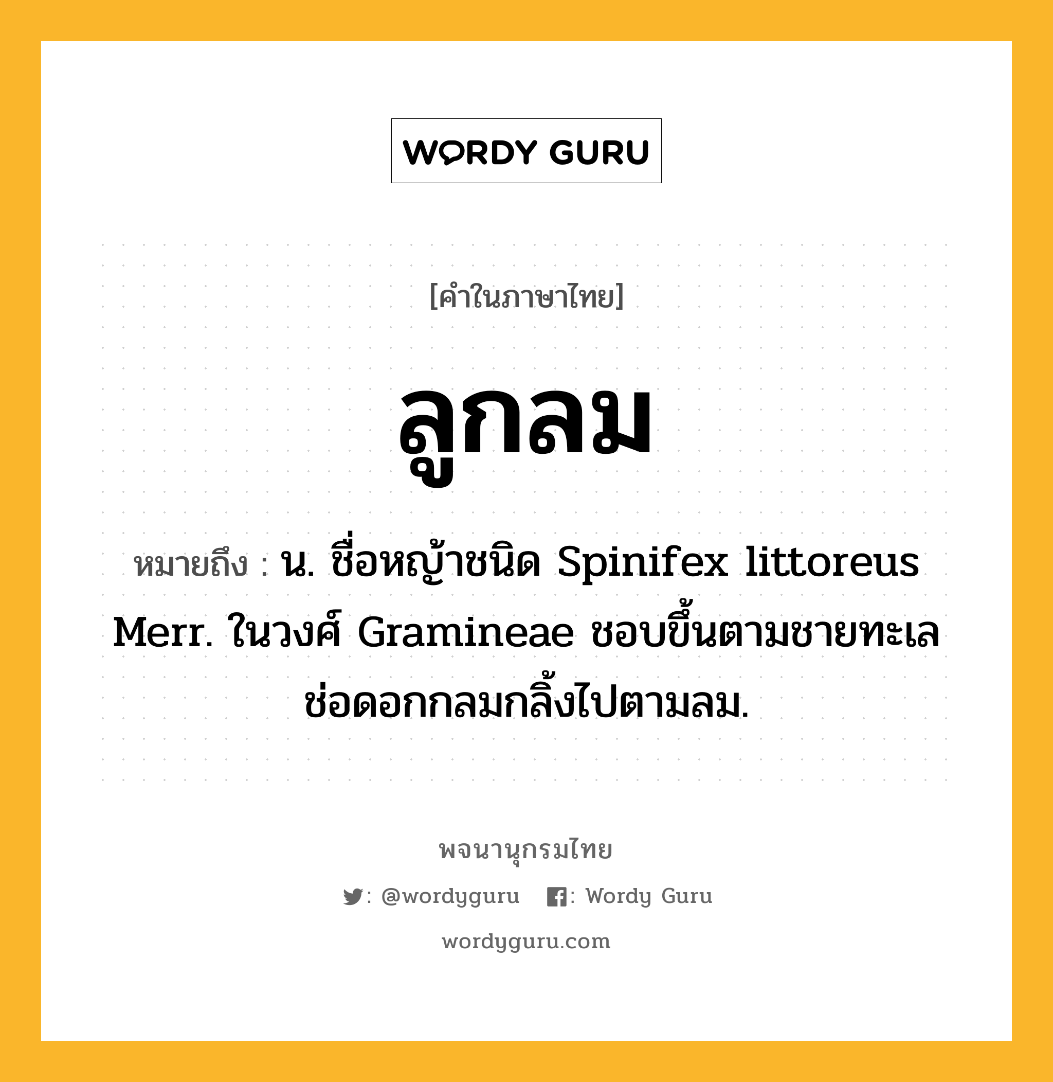 ลูกลม ความหมาย หมายถึงอะไร?, คำในภาษาไทย ลูกลม หมายถึง น. ชื่อหญ้าชนิด Spinifex littoreus Merr. ในวงศ์ Gramineae ชอบขึ้นตามชายทะเล ช่อดอกกลมกลิ้งไปตามลม.