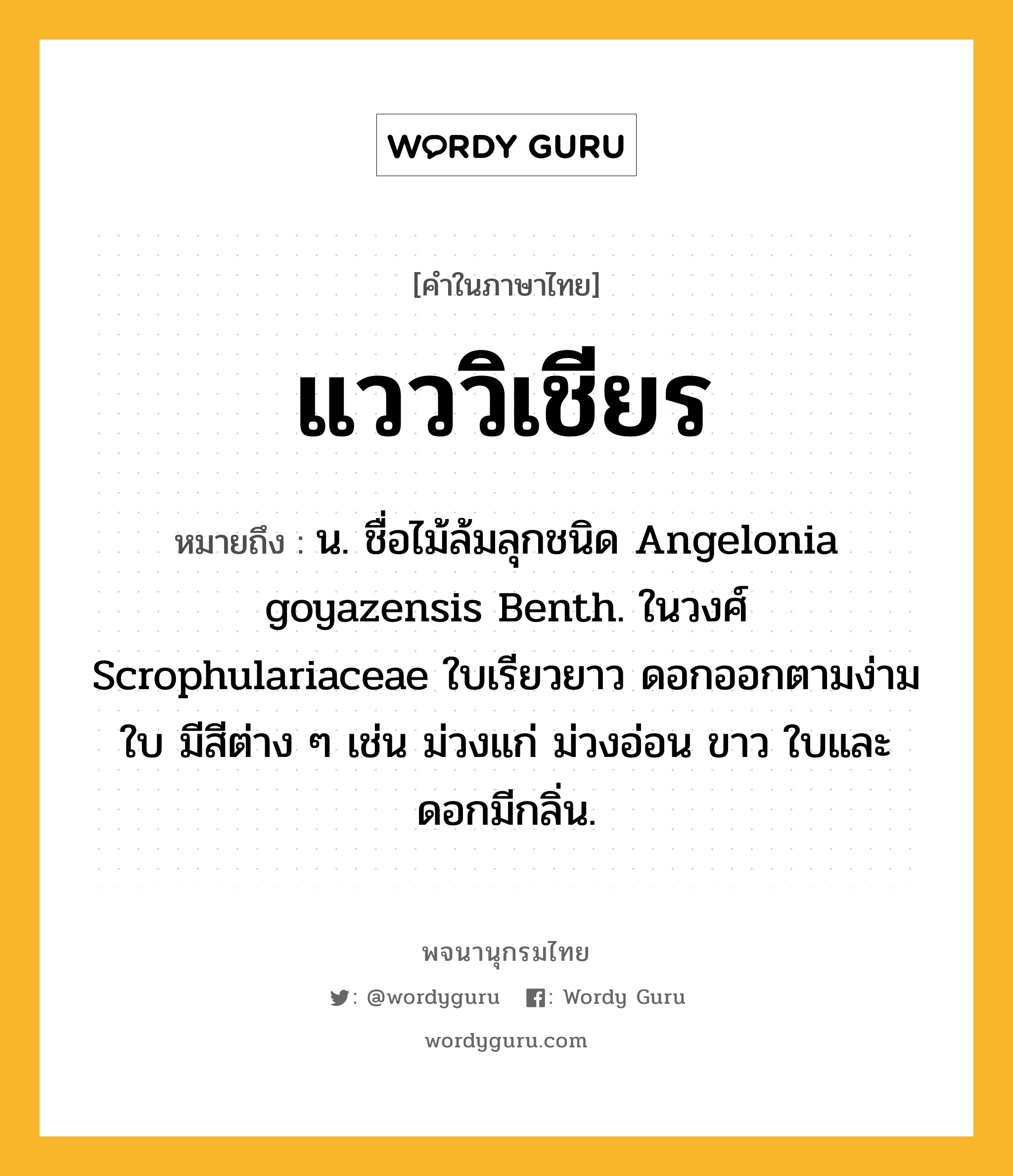 แวววิเชียร ความหมาย หมายถึงอะไร?, คำในภาษาไทย แวววิเชียร หมายถึง น. ชื่อไม้ล้มลุกชนิด Angelonia goyazensis Benth. ในวงศ์ Scrophulariaceae ใบเรียวยาว ดอกออกตามง่ามใบ มีสีต่าง ๆ เช่น ม่วงแก่ ม่วงอ่อน ขาว ใบและดอกมีกลิ่น.