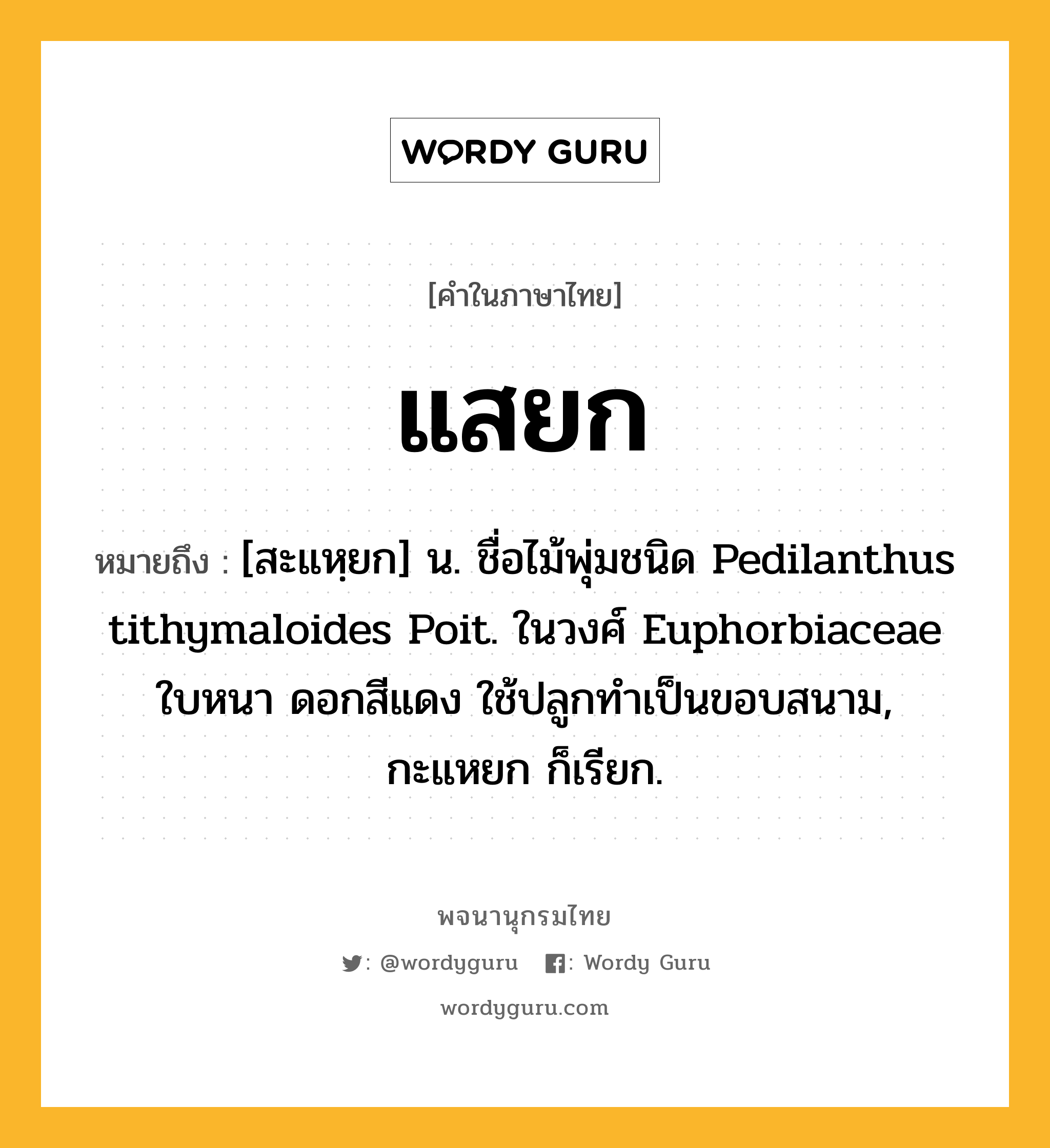 แสยก ความหมาย หมายถึงอะไร?, คำในภาษาไทย แสยก หมายถึง [สะแหฺยก] น. ชื่อไม้พุ่มชนิด Pedilanthus tithymaloides Poit. ในวงศ์ Euphorbiaceae ใบหนา ดอกสีแดง ใช้ปลูกทําเป็นขอบสนาม, กะแหยก ก็เรียก.