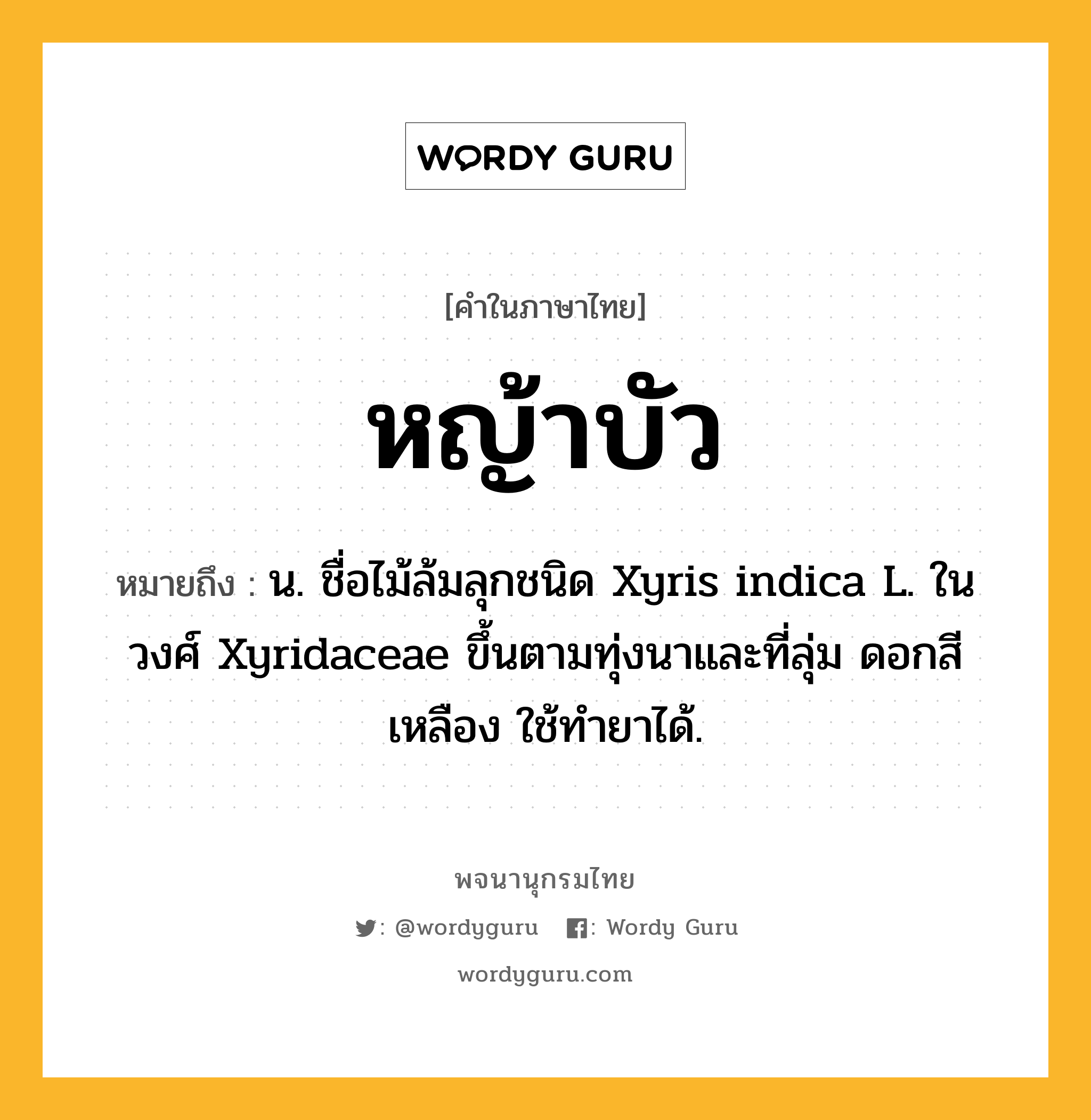 หญ้าบัว ความหมาย หมายถึงอะไร?, คำในภาษาไทย หญ้าบัว หมายถึง น. ชื่อไม้ล้มลุกชนิด Xyris indica L. ในวงศ์ Xyridaceae ขึ้นตามทุ่งนาและที่ลุ่ม ดอกสีเหลือง ใช้ทํายาได้.