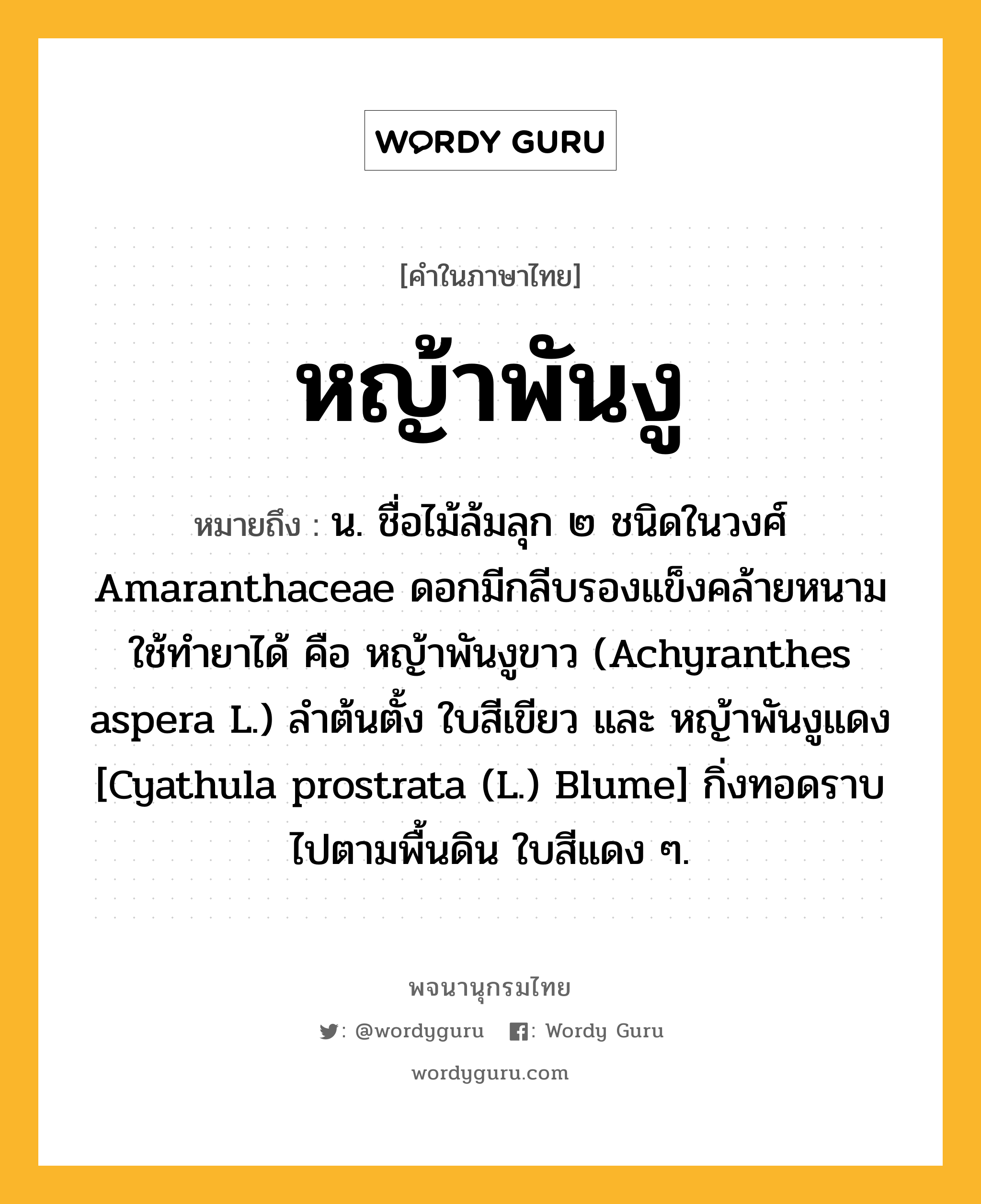 หญ้าพันงู ความหมาย หมายถึงอะไร?, คำในภาษาไทย หญ้าพันงู หมายถึง น. ชื่อไม้ล้มลุก ๒ ชนิดในวงศ์ Amaranthaceae ดอกมีกลีบรองแข็งคล้ายหนาม ใช้ทํายาได้ คือ หญ้าพันงูขาว (Achyranthes aspera L.) ลําต้นตั้ง ใบสีเขียว และ หญ้าพันงูแดง [Cyathula prostrata (L.) Blume] กิ่งทอดราบไปตามพื้นดิน ใบสีแดง ๆ.