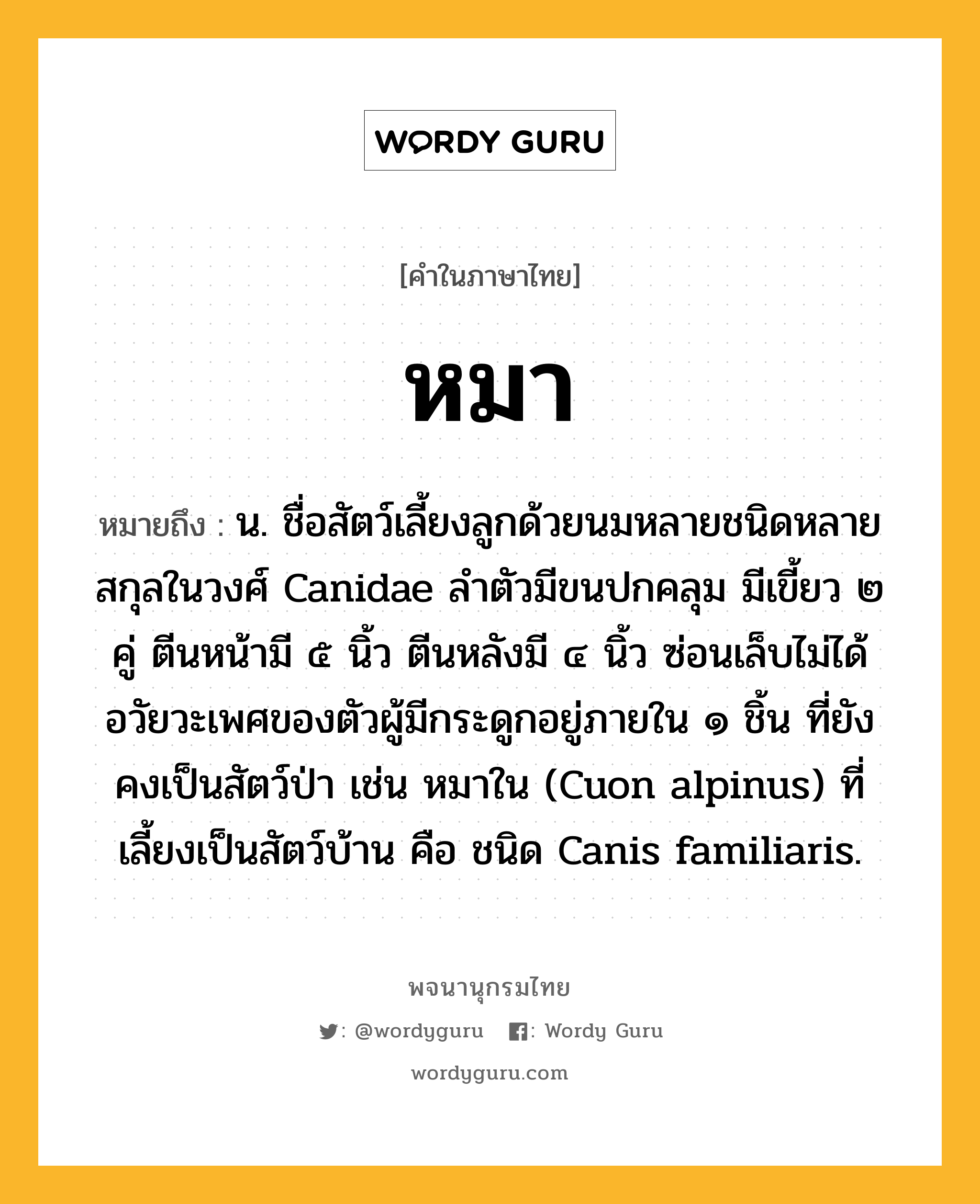 หมา ความหมาย หมายถึงอะไร?, คำในภาษาไทย หมา หมายถึง น. ชื่อสัตว์เลี้ยงลูกด้วยนมหลายชนิดหลายสกุลในวงศ์ Canidae ลําตัวมีขนปกคลุม มีเขี้ยว ๒ คู่ ตีนหน้ามี ๕ นิ้ว ตีนหลังมี ๔ นิ้ว ซ่อนเล็บไม่ได้ อวัยวะเพศของตัวผู้มีกระดูกอยู่ภายใน ๑ ชิ้น ที่ยังคงเป็นสัตว์ป่า เช่น หมาใน (Cuon alpinus) ที่เลี้ยงเป็นสัตว์บ้าน คือ ชนิด Canis familiaris.