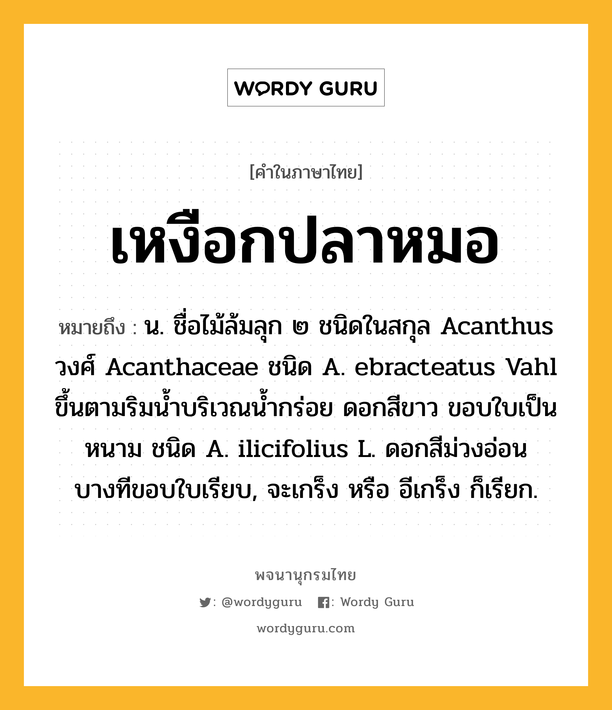 เหงือกปลาหมอ ความหมาย หมายถึงอะไร?, คำในภาษาไทย เหงือกปลาหมอ หมายถึง น. ชื่อไม้ล้มลุก ๒ ชนิดในสกุล Acanthus วงศ์ Acanthaceae ชนิด A. ebracteatus Vahl ขึ้นตามริมนํ้าบริเวณนํ้ากร่อย ดอกสีขาว ขอบใบเป็นหนาม ชนิด A. ilicifolius L. ดอกสีม่วงอ่อน บางทีขอบใบเรียบ, จะเกร็ง หรือ อีเกร็ง ก็เรียก.