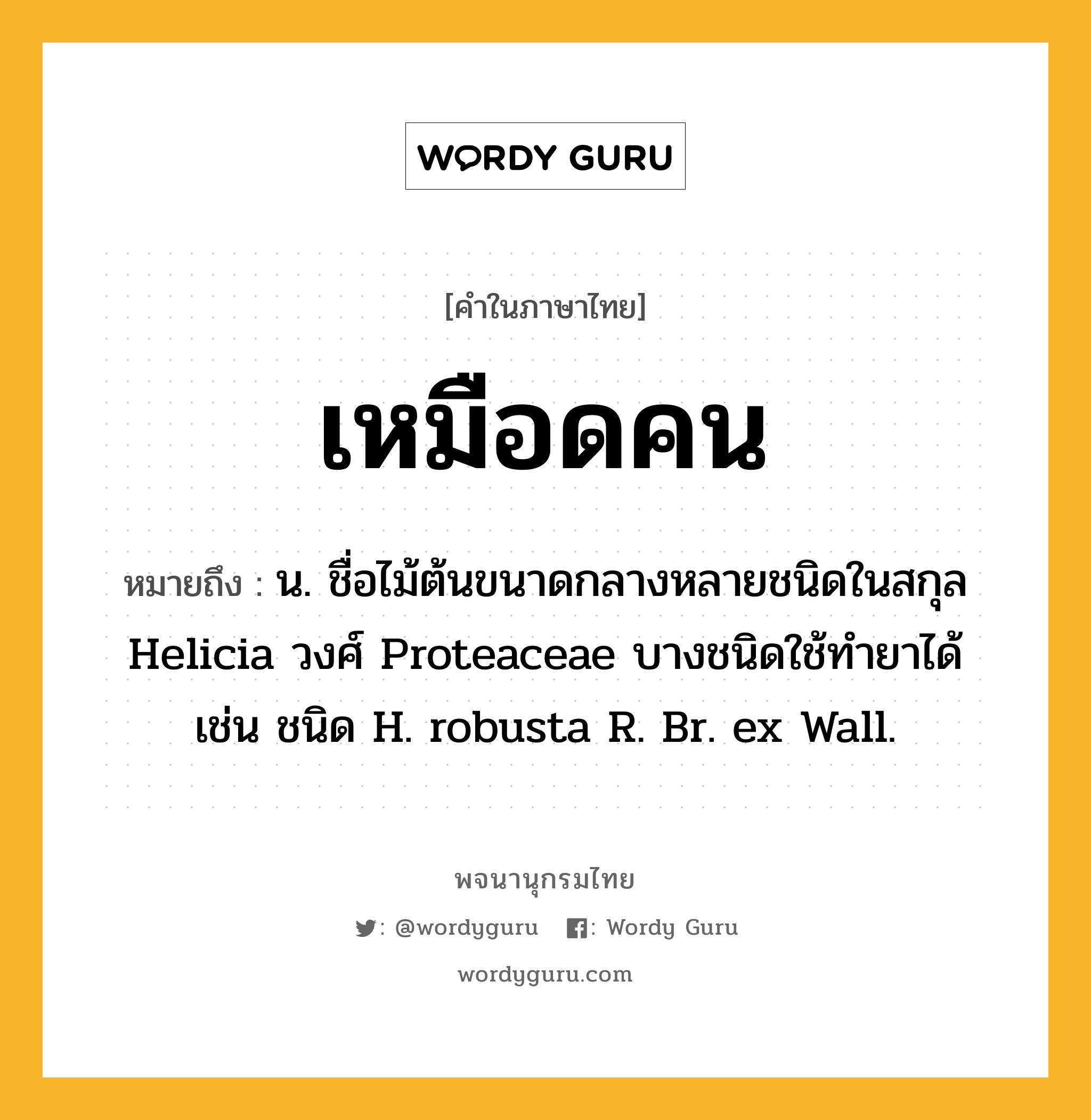 เหมือดคน ความหมาย หมายถึงอะไร?, คำในภาษาไทย เหมือดคน หมายถึง น. ชื่อไม้ต้นขนาดกลางหลายชนิดในสกุล Helicia วงศ์ Proteaceae บางชนิดใช้ทํายาได้ เช่น ชนิด H. robusta R. Br. ex Wall.