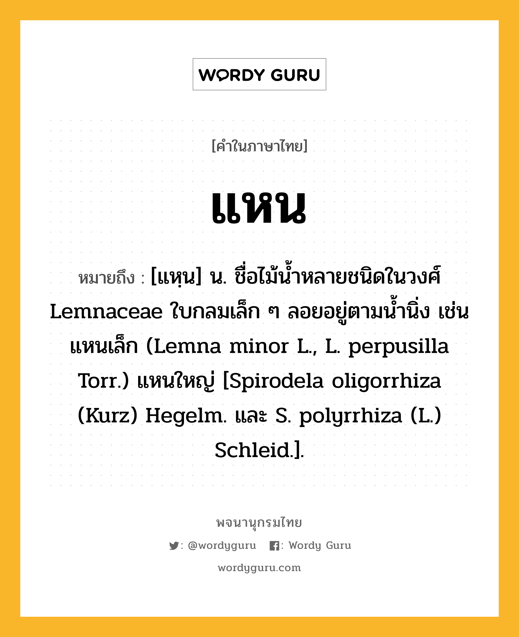 แหน ความหมาย หมายถึงอะไร?, คำในภาษาไทย แหน หมายถึง [แหฺน] น. ชื่อไม้นํ้าหลายชนิดในวงศ์ Lemnaceae ใบกลมเล็ก ๆ ลอยอยู่ตามนํ้านิ่ง เช่น แหนเล็ก (Lemna minor L., L. perpusilla Torr.) แหนใหญ่ [Spirodela oligorrhiza (Kurz) Hegelm. และ S. polyrrhiza (L.) Schleid.].