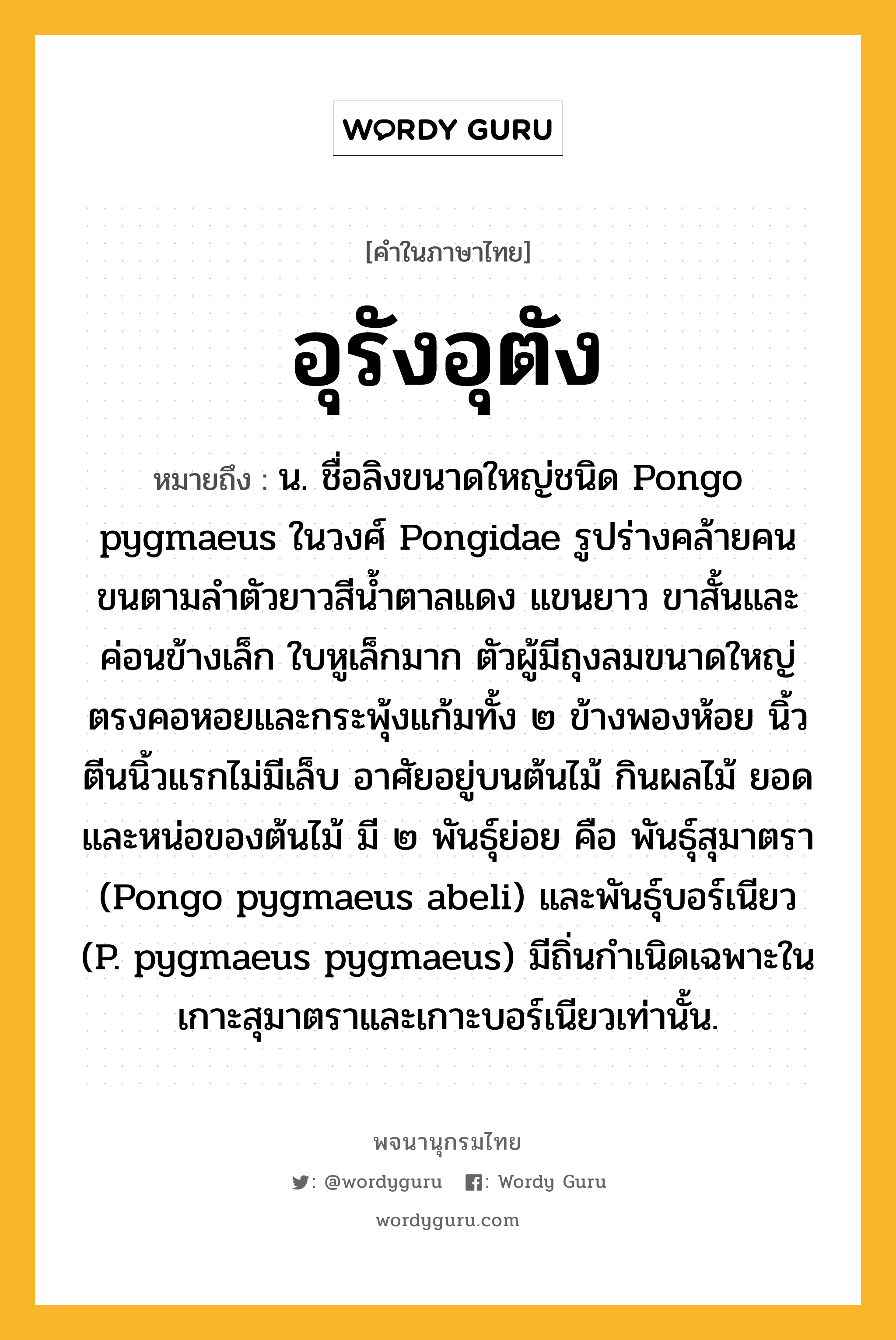 อุรังอุตัง ความหมาย หมายถึงอะไร?, คำในภาษาไทย อุรังอุตัง หมายถึง น. ชื่อลิงขนาดใหญ่ชนิด Pongo pygmaeus ในวงศ์ Pongidae รูปร่างคล้ายคน ขนตามลําตัวยาวสีนํ้าตาลแดง แขนยาว ขาสั้นและค่อนข้างเล็ก ใบหูเล็กมาก ตัวผู้มีถุงลมขนาดใหญ่ตรงคอหอยและกระพุ้งแก้มทั้ง ๒ ข้างพองห้อย นิ้วตีนนิ้วแรกไม่มีเล็บ อาศัยอยู่บนต้นไม้ กินผลไม้ ยอดและหน่อของต้นไม้ มี ๒ พันธุ์ย่อย คือ พันธุ์สุมาตรา (Pongo pygmaeus abeli) และพันธุ์บอร์เนียว (P. pygmaeus pygmaeus) มีถิ่นกําเนิดเฉพาะในเกาะสุมาตราและเกาะบอร์เนียวเท่านั้น.