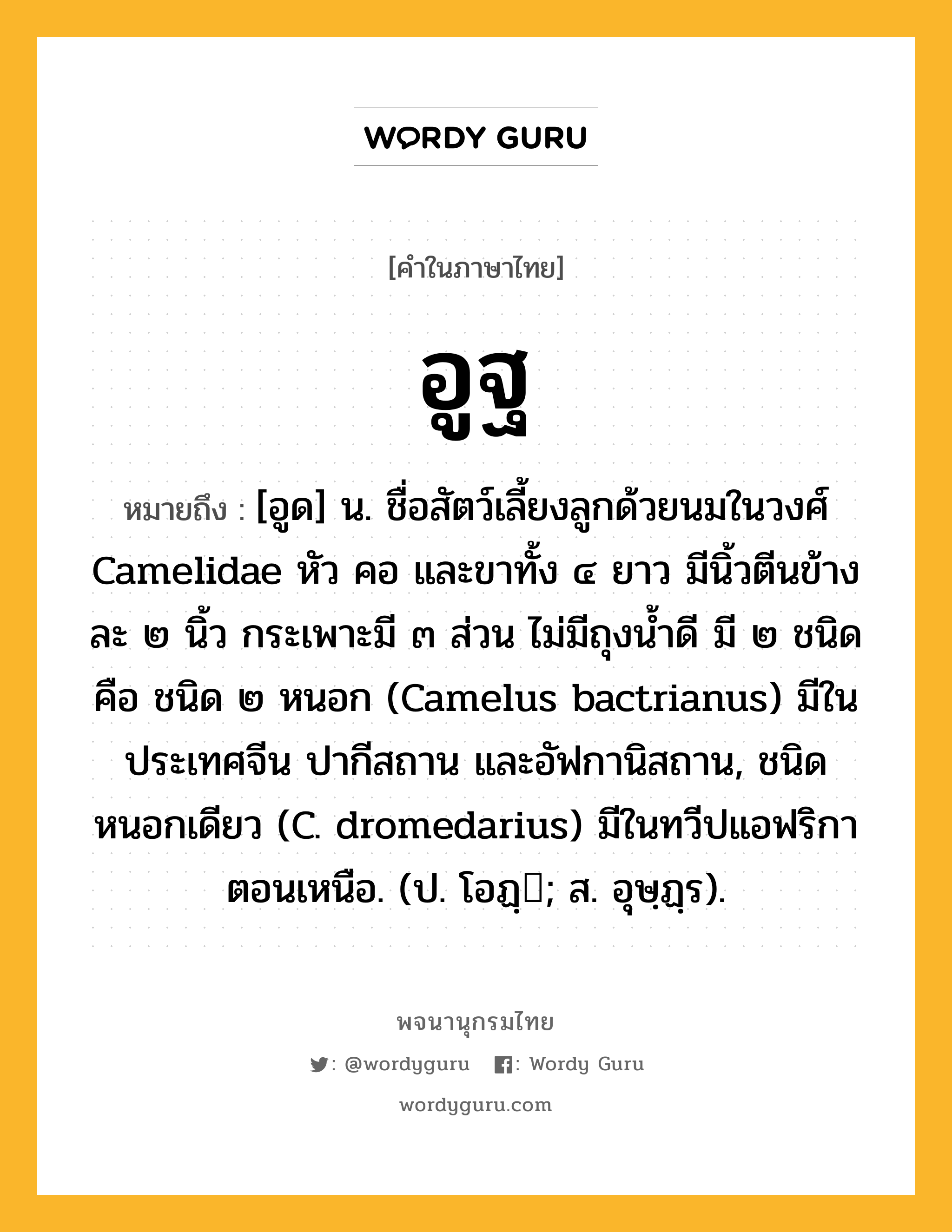 อูฐ ความหมาย หมายถึงอะไร?, คำในภาษาไทย อูฐ หมายถึง [อูด] น. ชื่อสัตว์เลี้ยงลูกด้วยนมในวงศ์ Camelidae หัว คอ และขาทั้ง ๔ ยาว มีนิ้วตีนข้างละ ๒ นิ้ว กระเพาะมี ๓ ส่วน ไม่มีถุงนํ้าดี มี ๒ ชนิด คือ ชนิด ๒ หนอก (Camelus bactrianus) มีในประเทศจีน ปากีสถาน และอัฟกานิสถาน, ชนิดหนอกเดียว (C. dromedarius) มีในทวีปแอฟริกาตอนเหนือ. (ป. โอฏฺ; ส. อุษฺฏฺร).